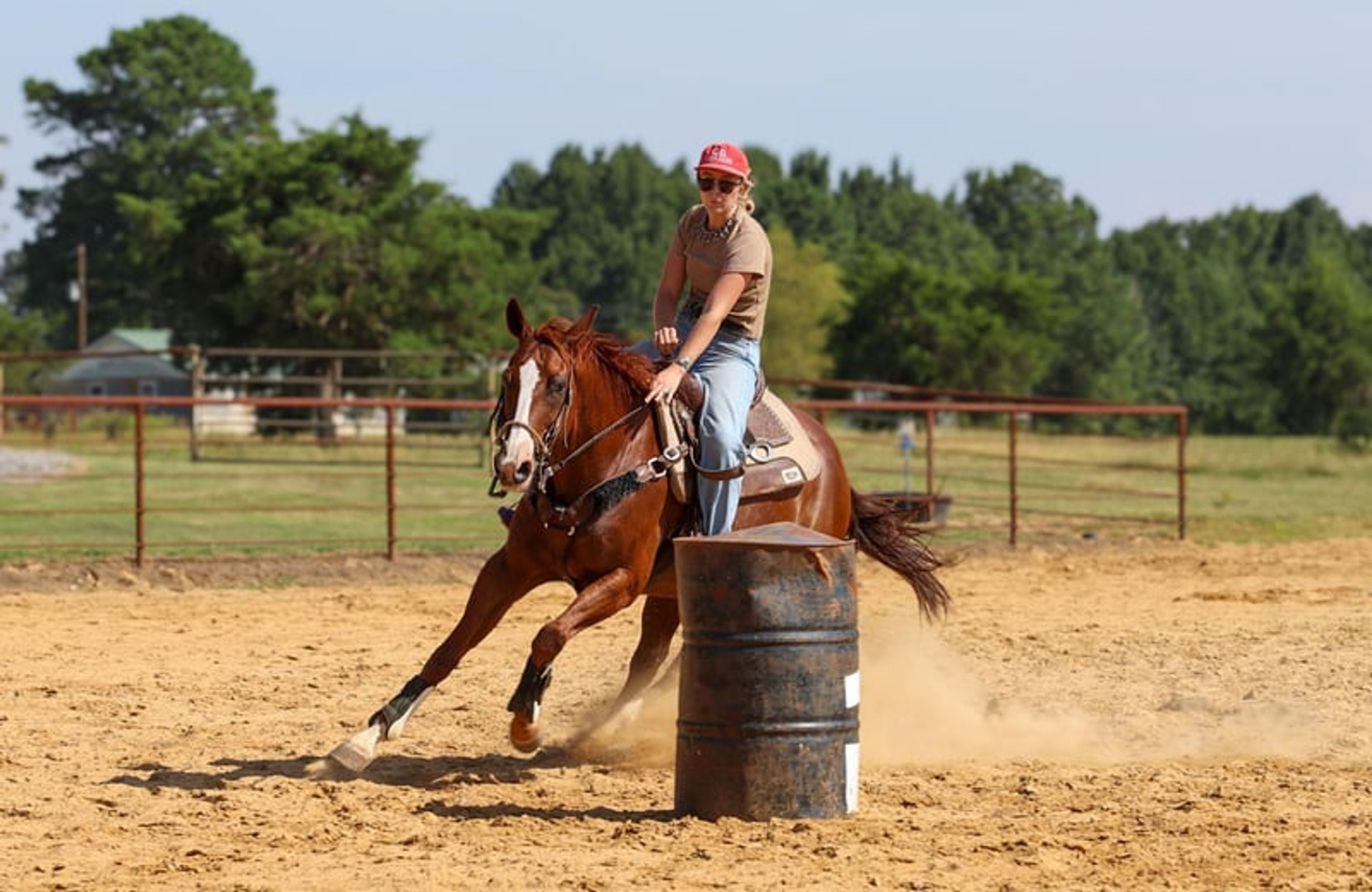 Cletus 10 Yr old 15.2hh Sorrel AQHA Gelding - Image 8