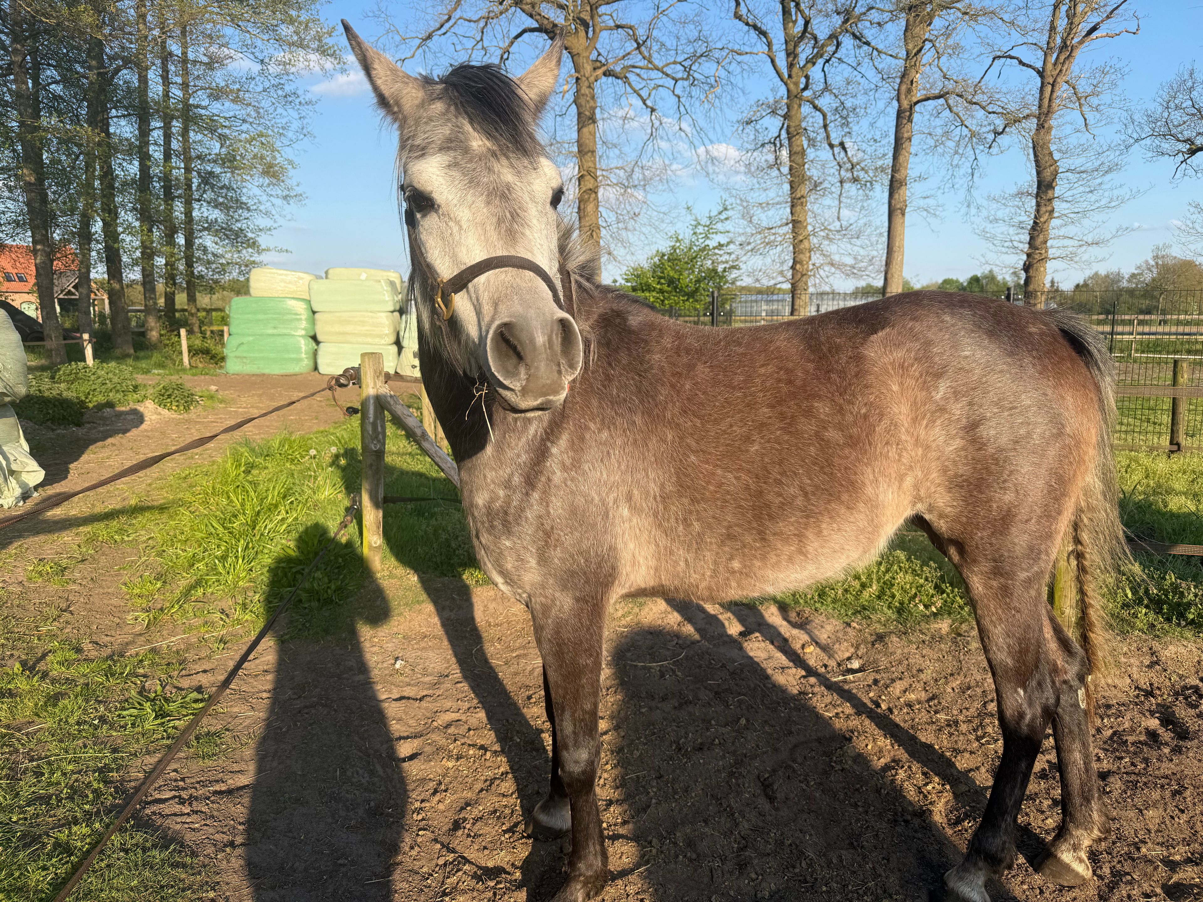 NA Victoria (GR) (EL VALENTINO x WH JUSTICE) - Image 2