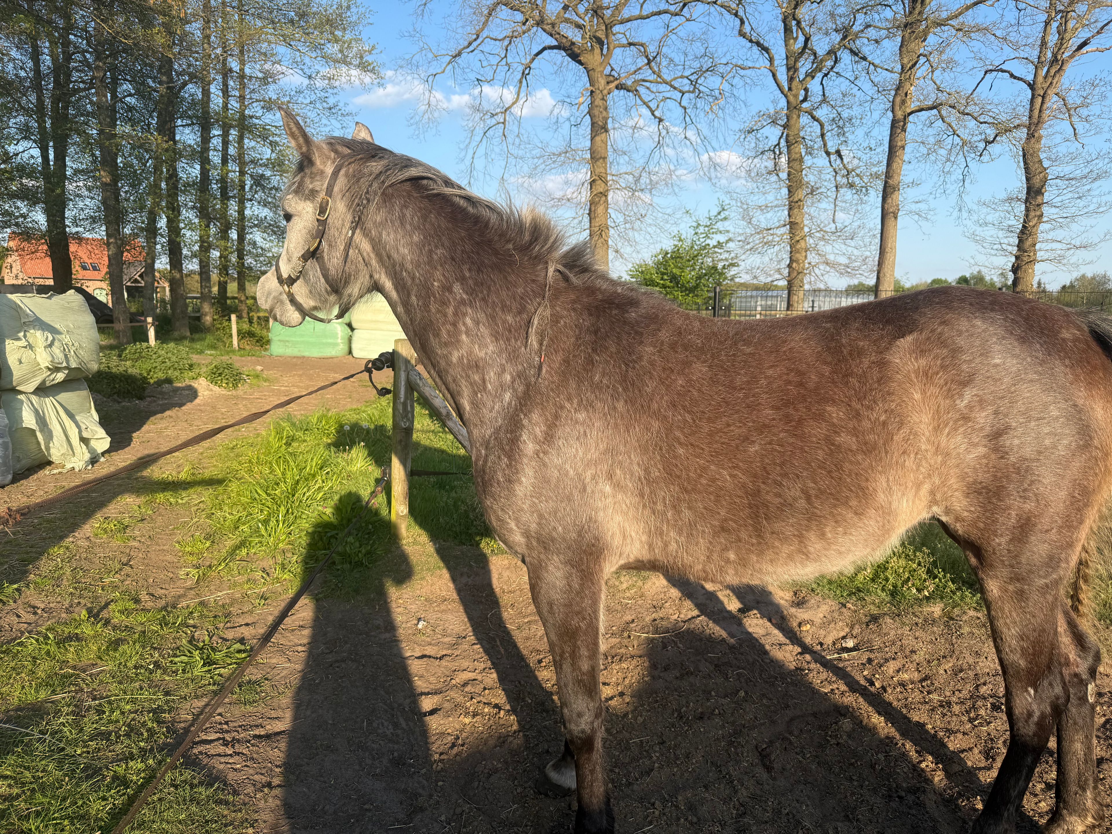 NA Victoria (GR) (EL VALENTINO x WH JUSTICE) - Image 3