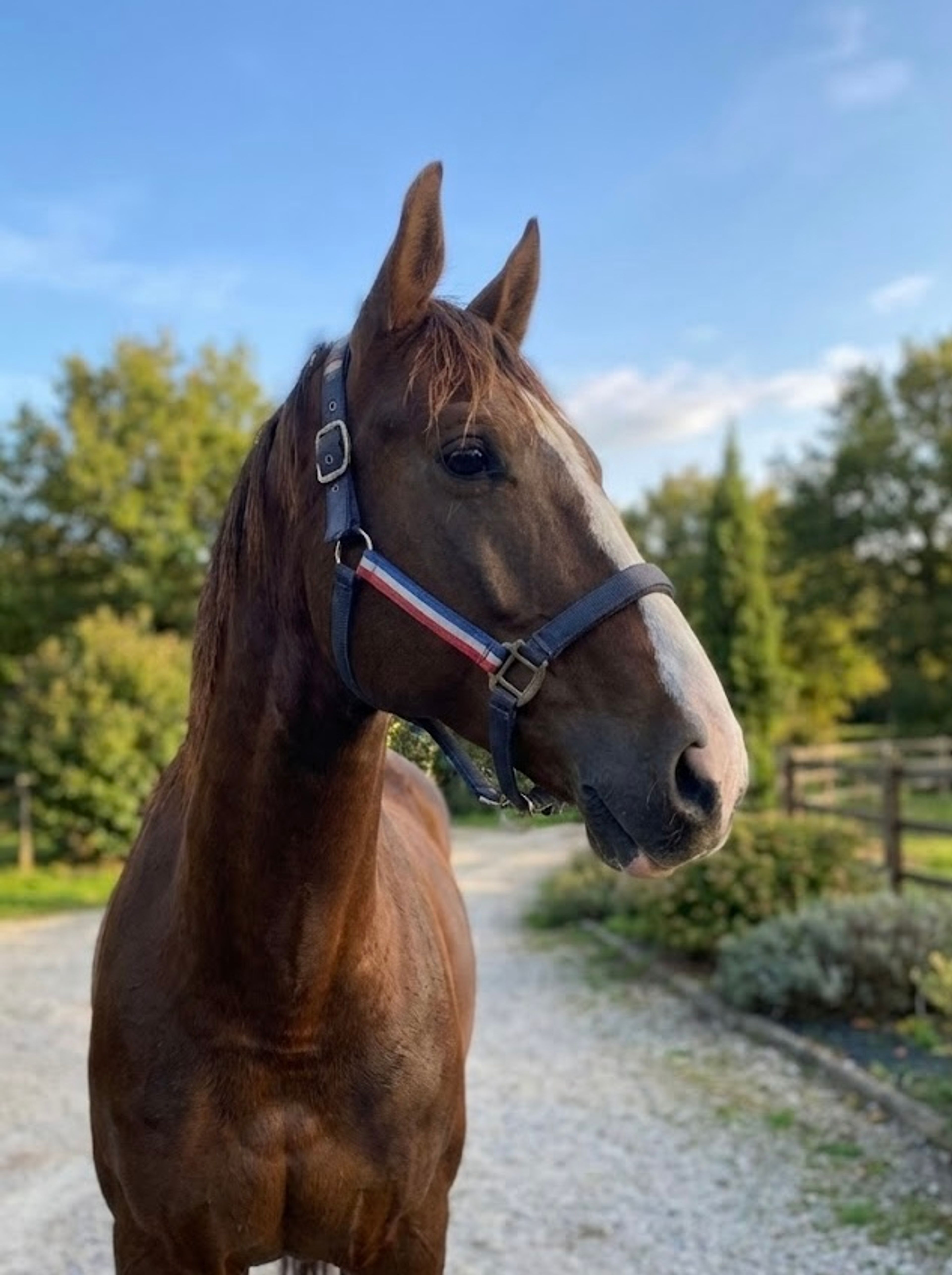 Orange Flair ☆ (TOTILAS x FLORENCIO) - Image 3