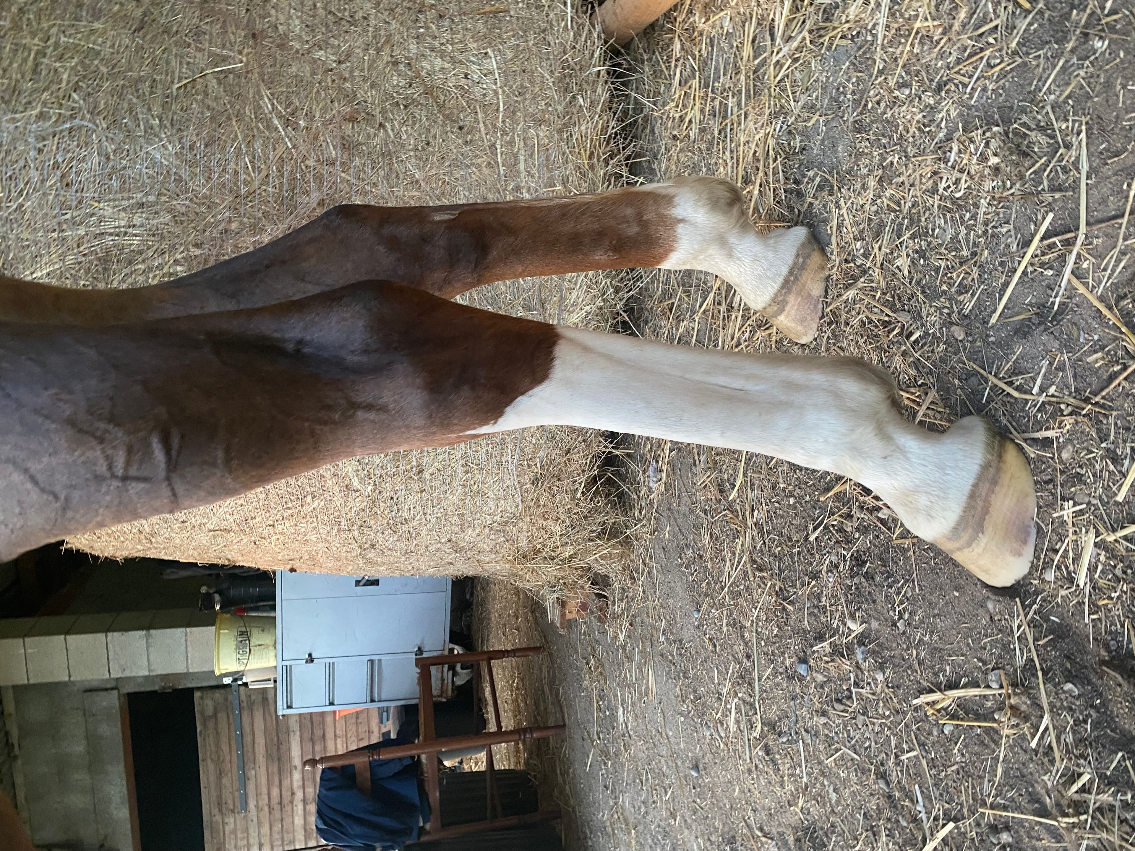 Orange Flair ☆ (TOTILAS x FLORENCIO) - Image 6