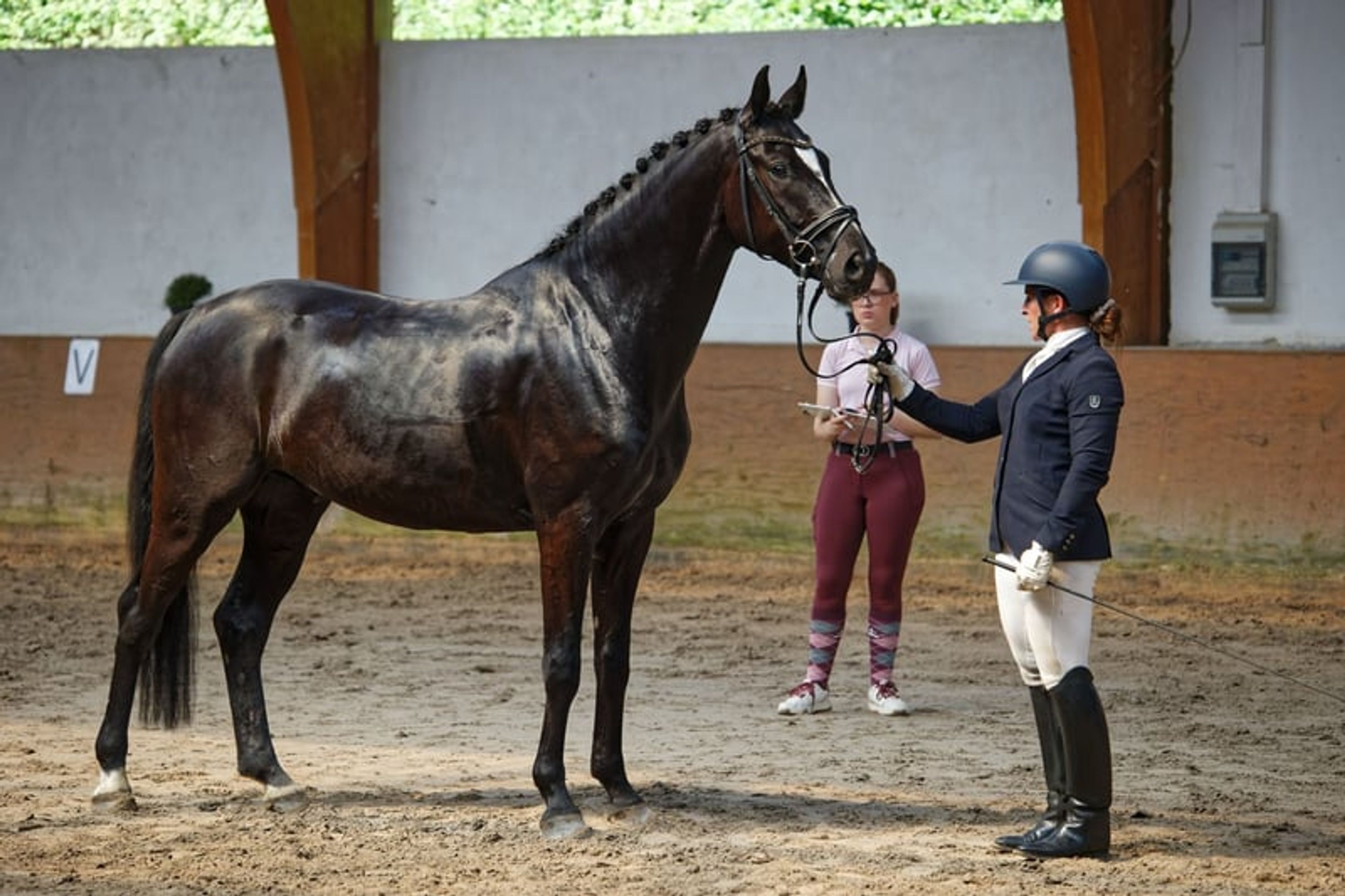 Beautiful young horse with a striking presence