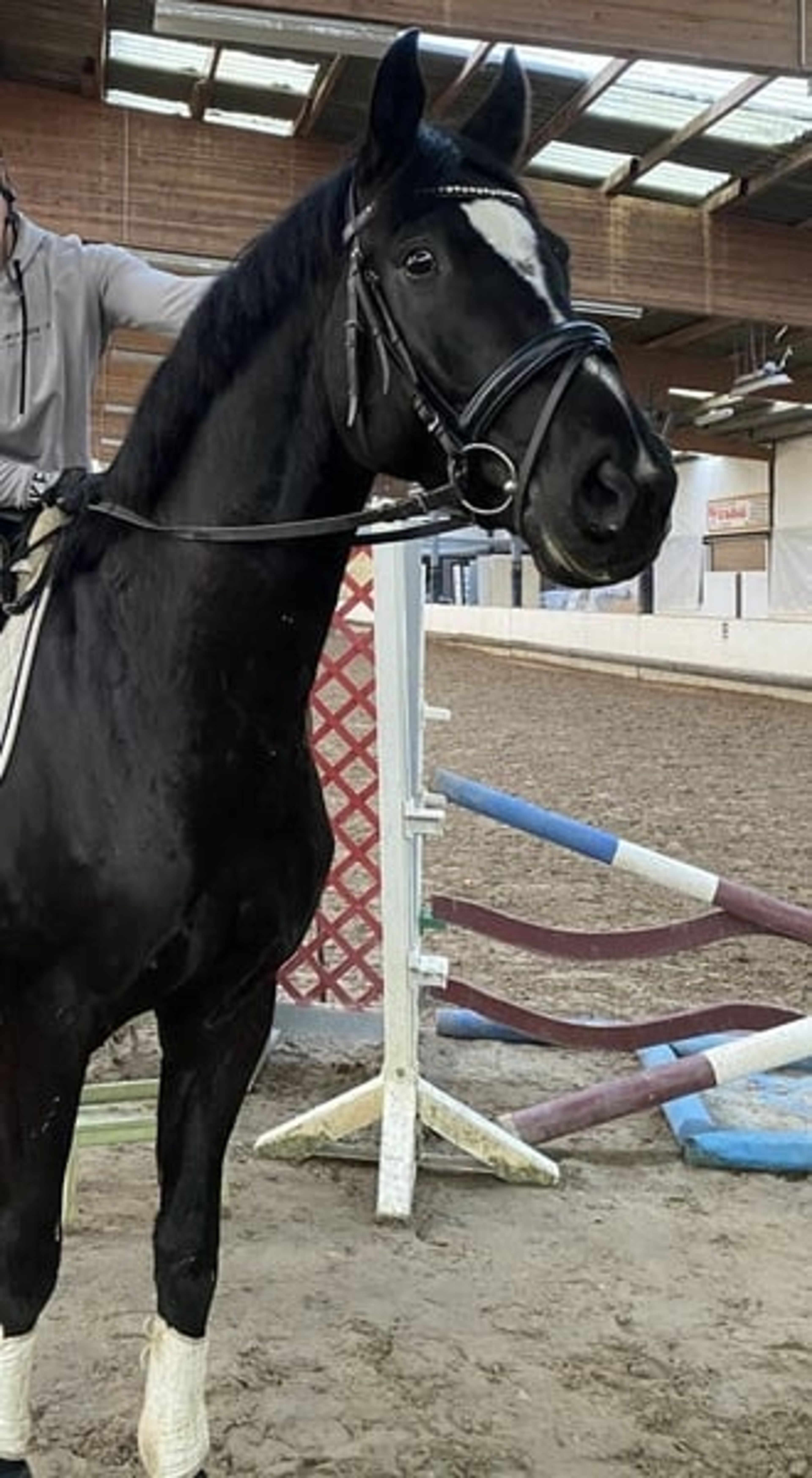 Beautiful young horse with a striking presence - Image 3