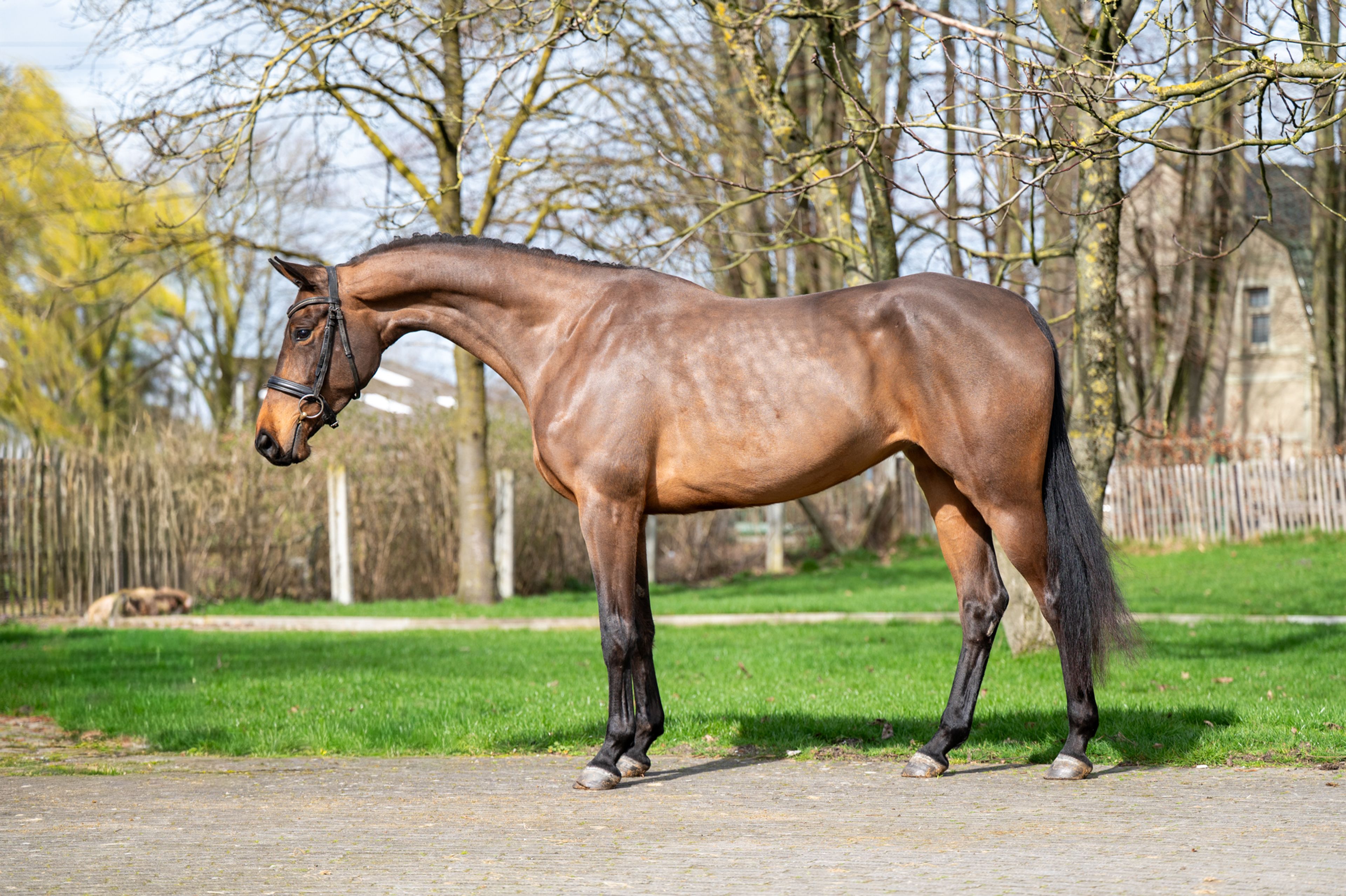 Corette 2 vd Wouw  Z (CORNELIUS VD WOUW Z x MINUTE MAN) - Image 2