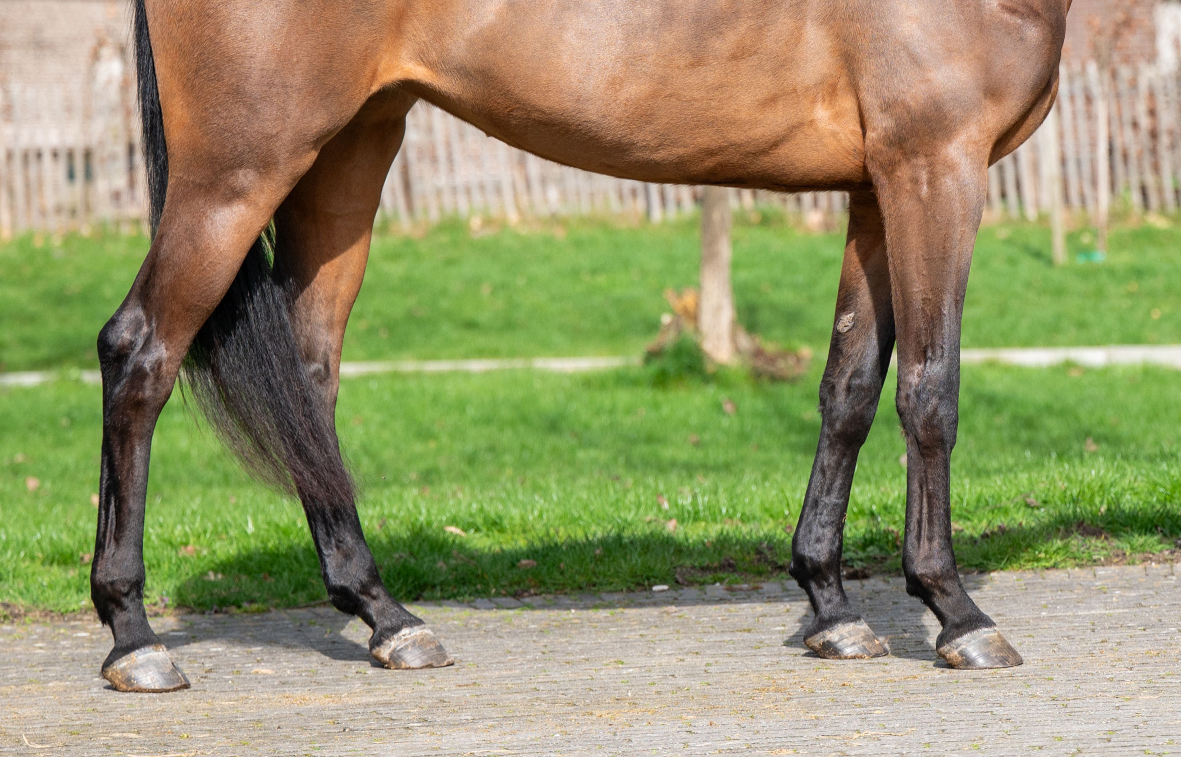 Corette 2 vd Wouw  Z (CORNELIUS VD WOUW Z x MINUTE MAN) - Image 9