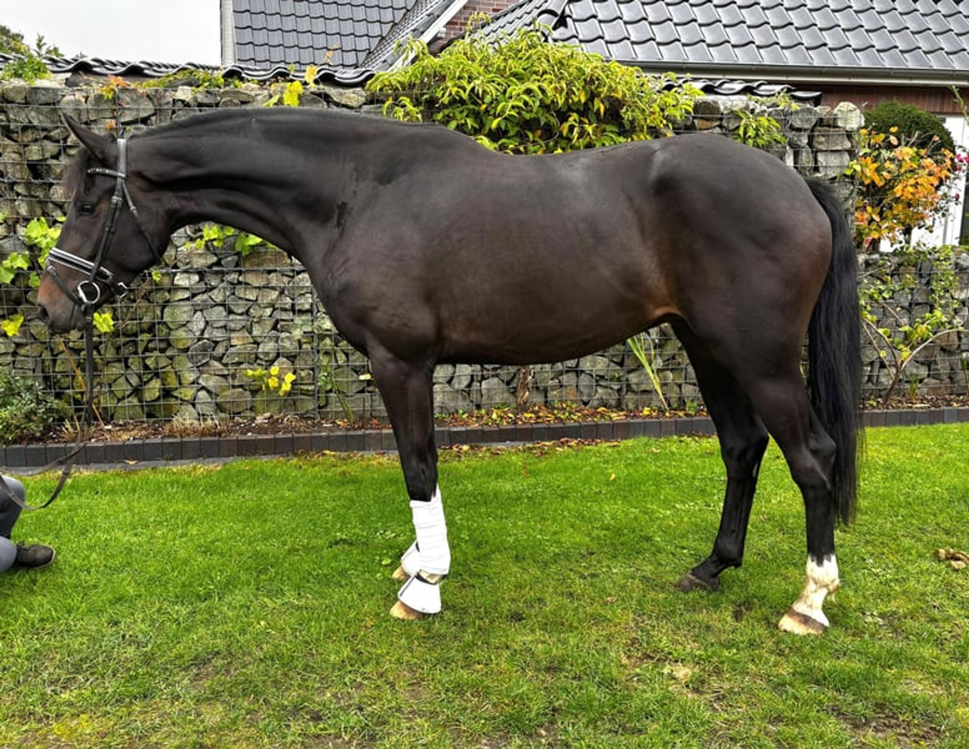 Powerful-moving gelding