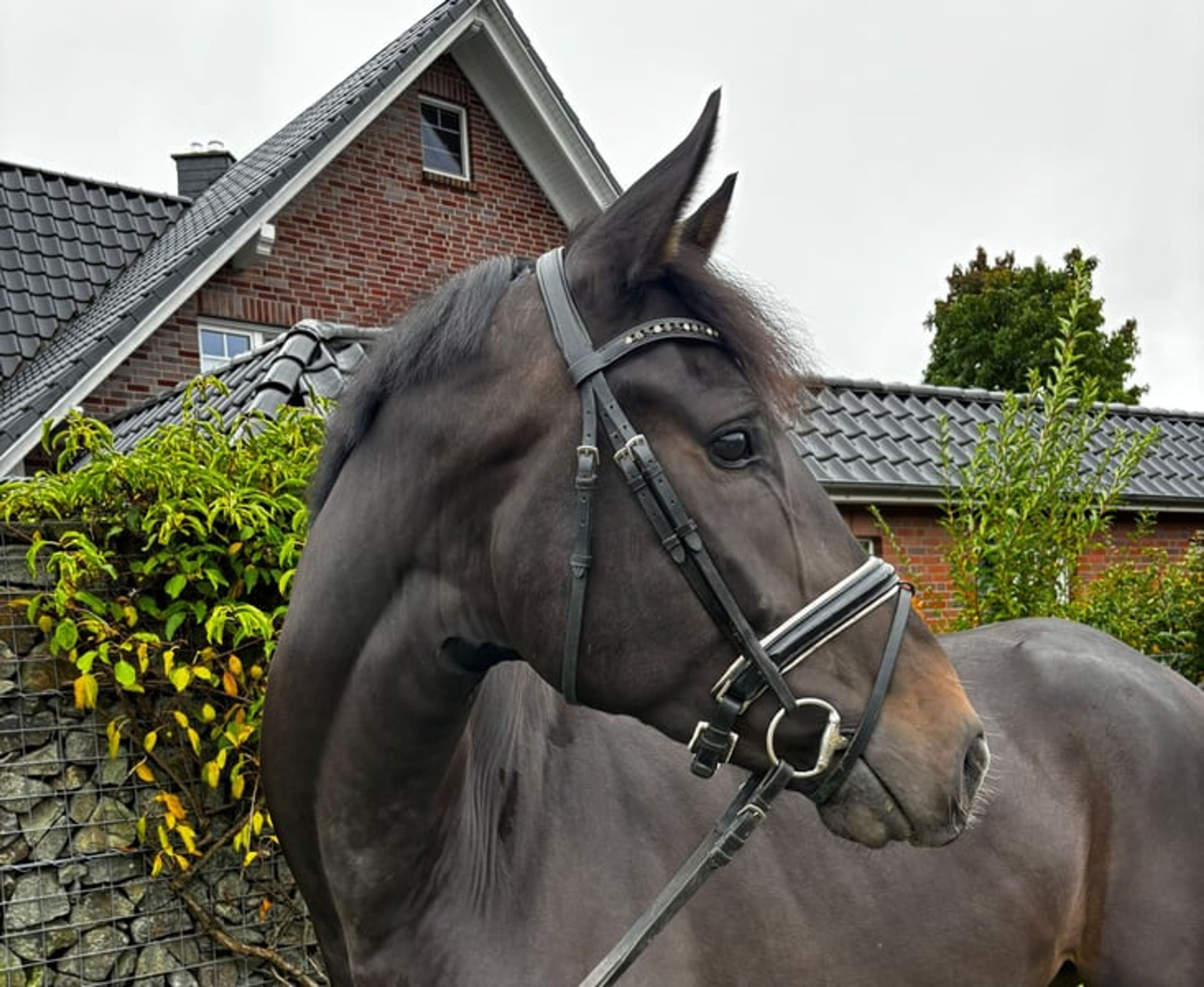 Powerful-moving gelding - Image 2