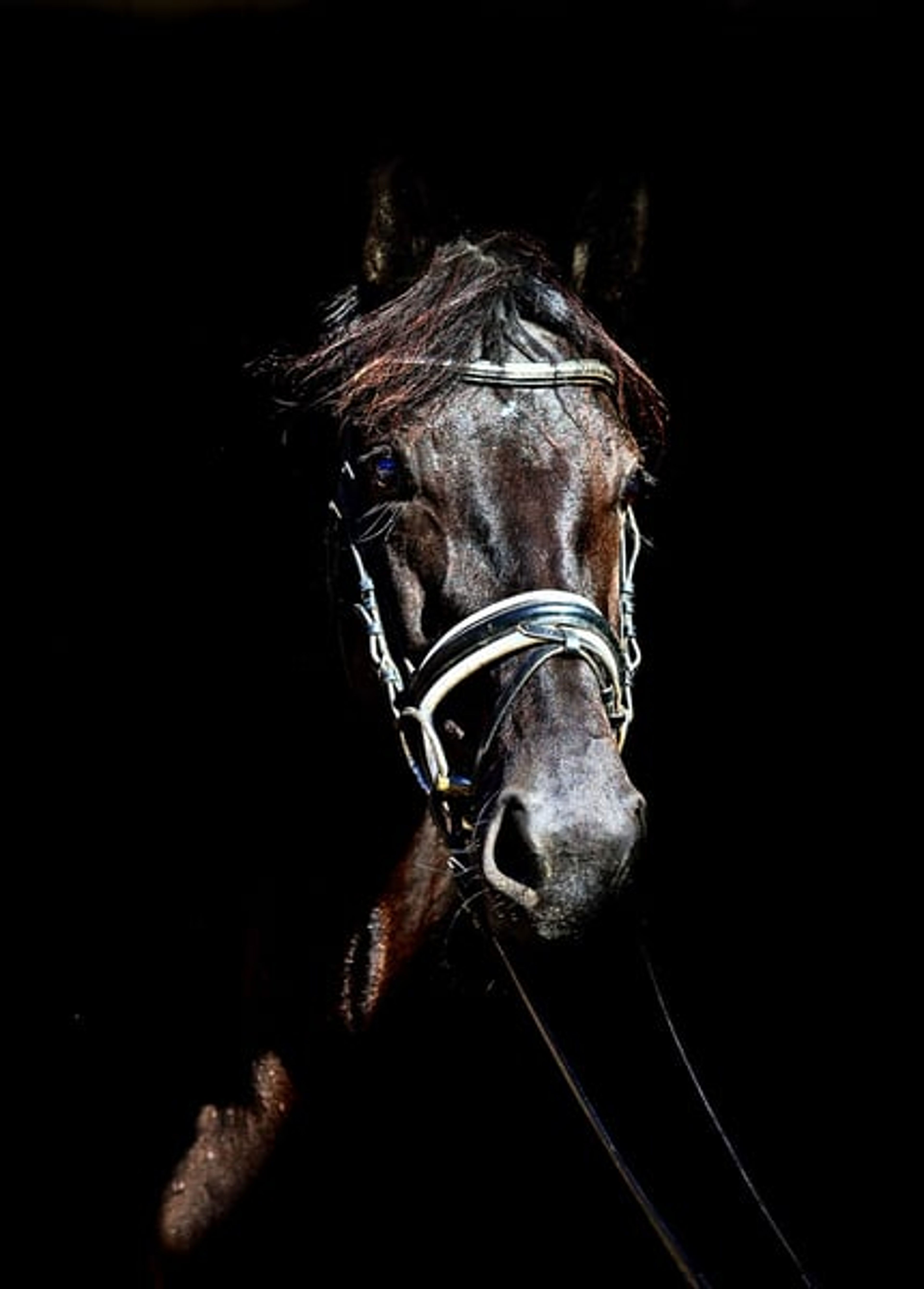 Beautiful mare with an excellent vetting. VIDEO IN THE DESCRIPTION. - Image 1