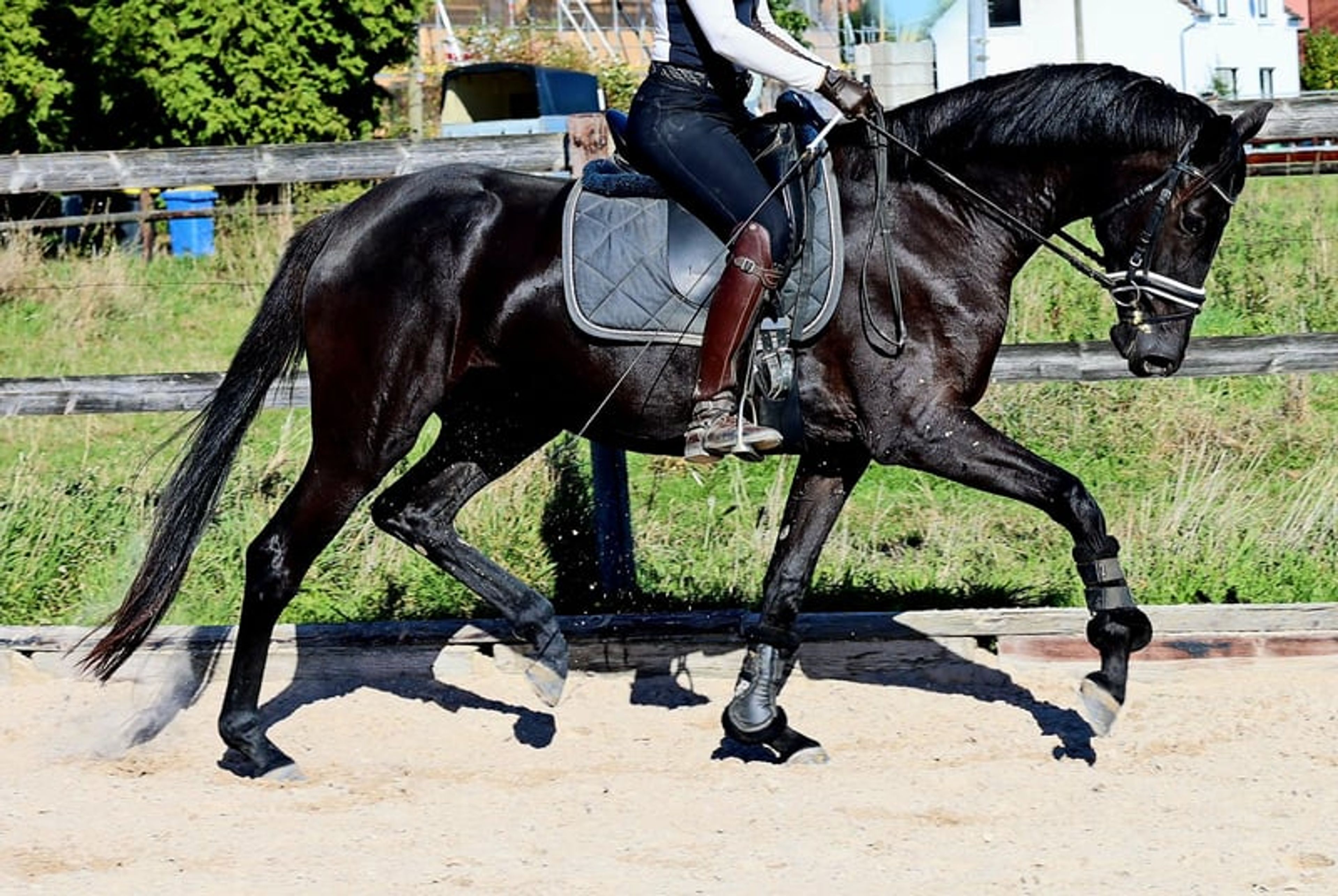 Beautiful mare with an excellent vetting. VIDEO IN THE DESCRIPTION. - Image 2