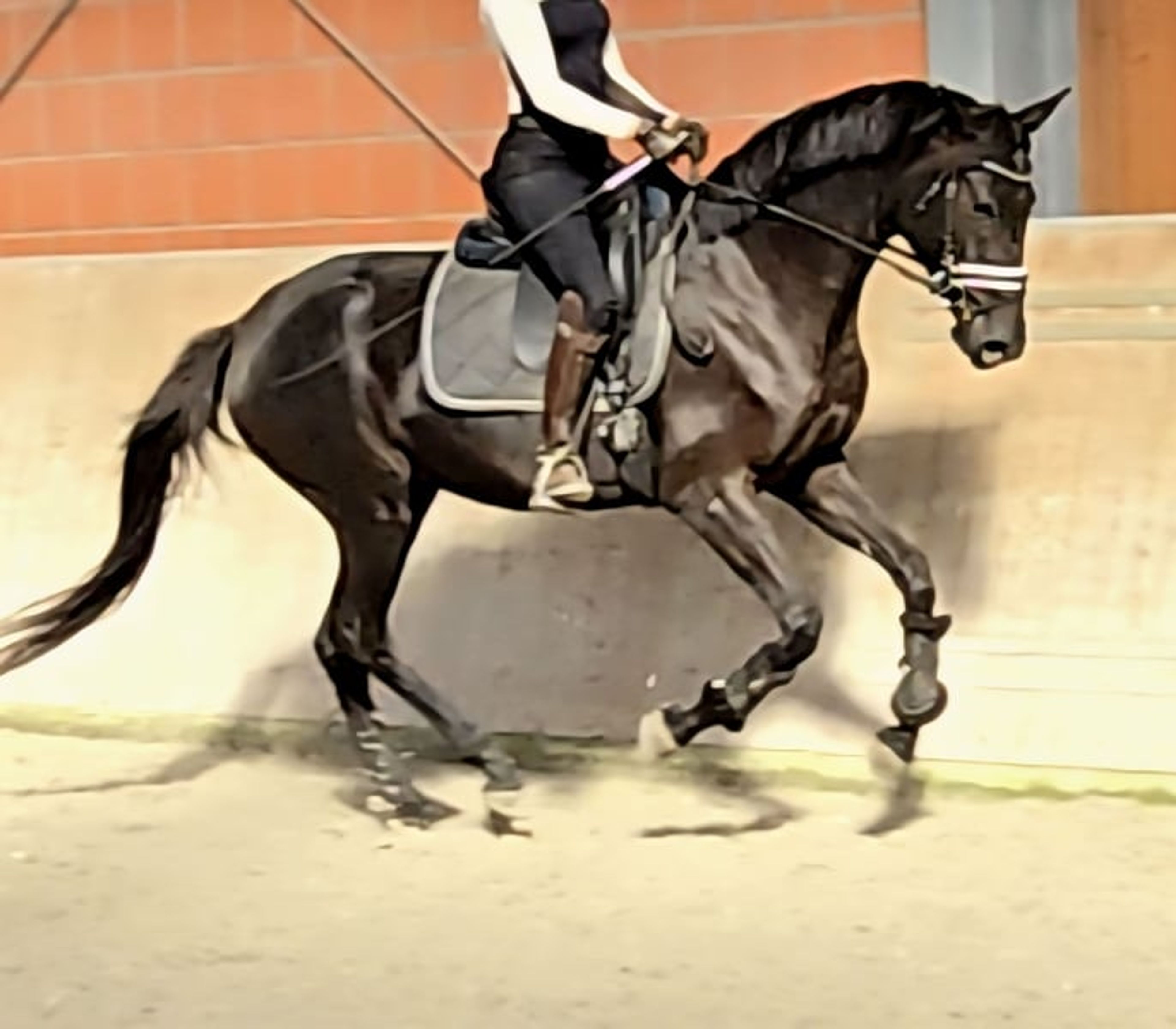 Beautiful mare with an excellent vetting. VIDEO IN THE DESCRIPTION. - Image 3