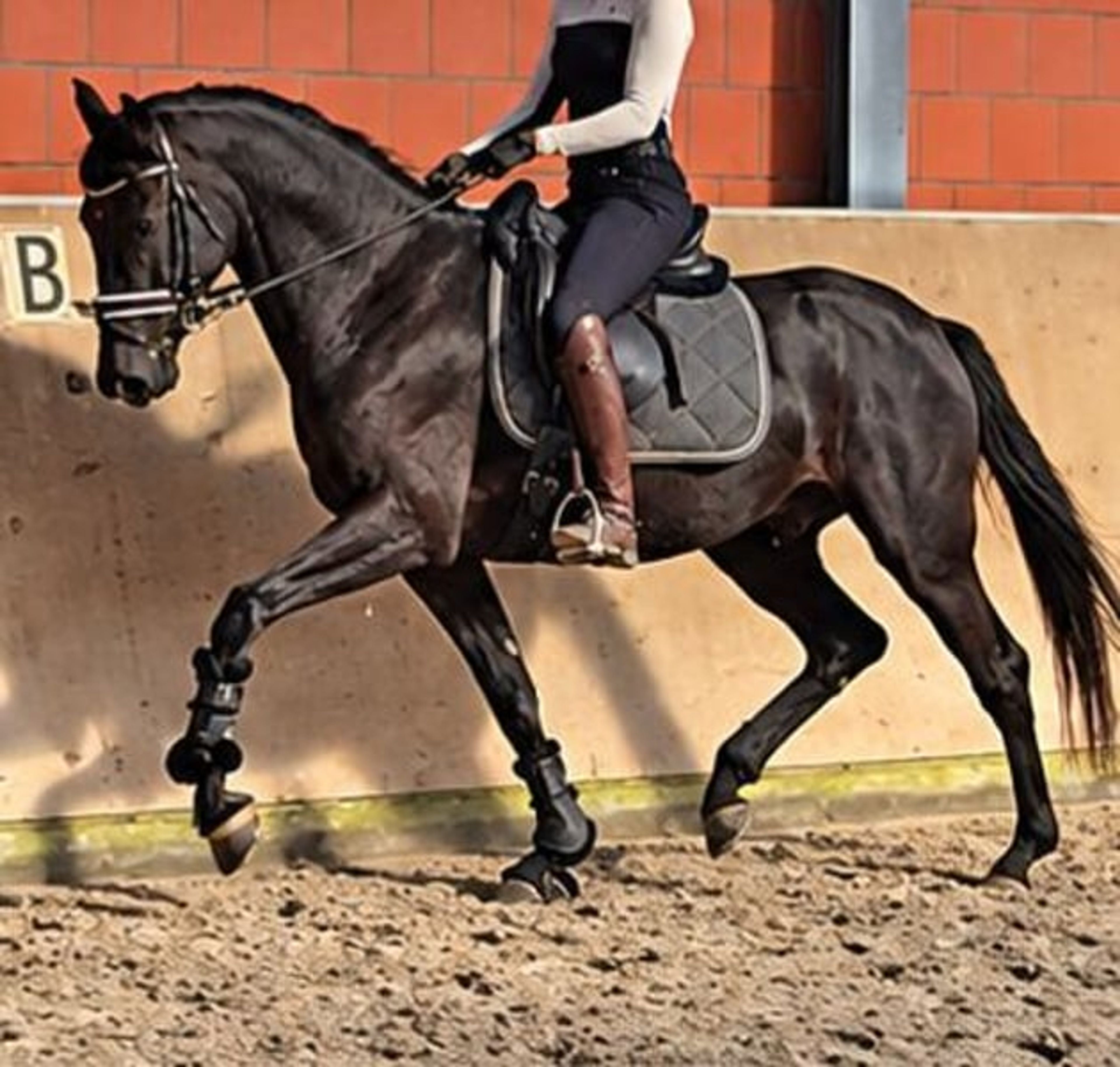 Beautiful mare with an excellent vetting. VIDEO IN THE DESCRIPTION. - Image 4