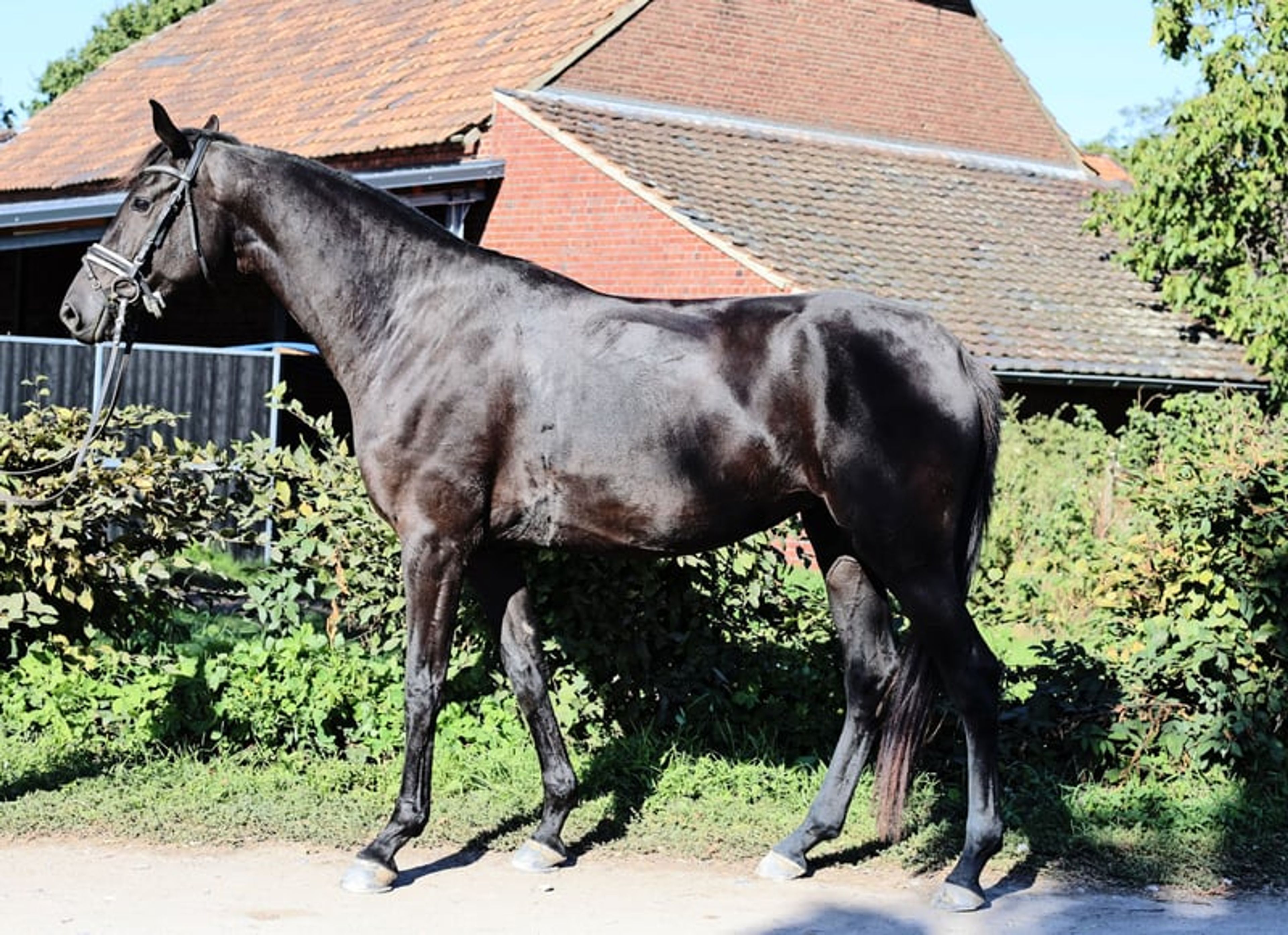 Beautiful mare with an excellent vetting. VIDEO IN THE DESCRIPTION. - Image 5