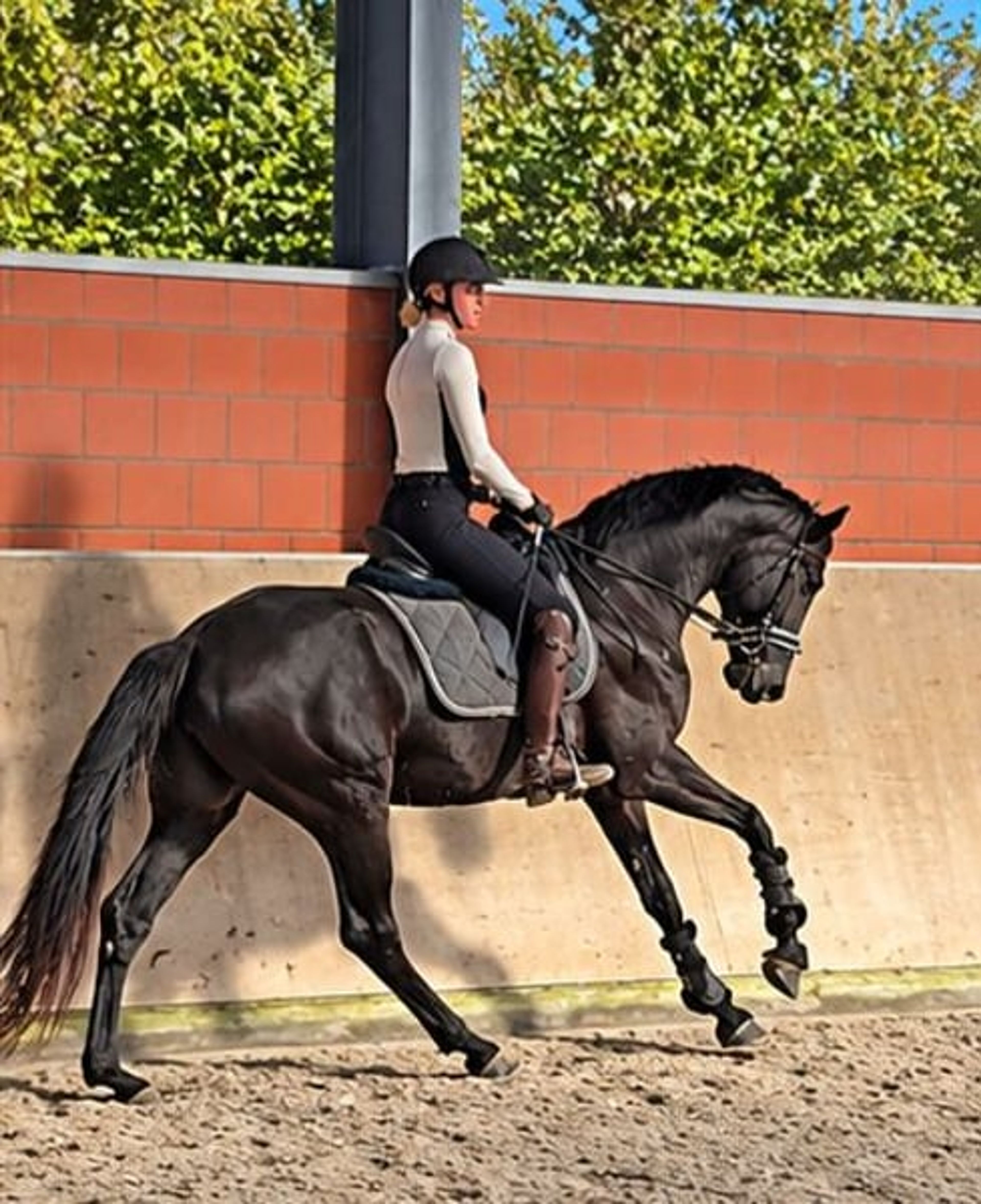 Beautiful mare with an excellent vetting. VIDEO IN THE DESCRIPTION. - Image 6