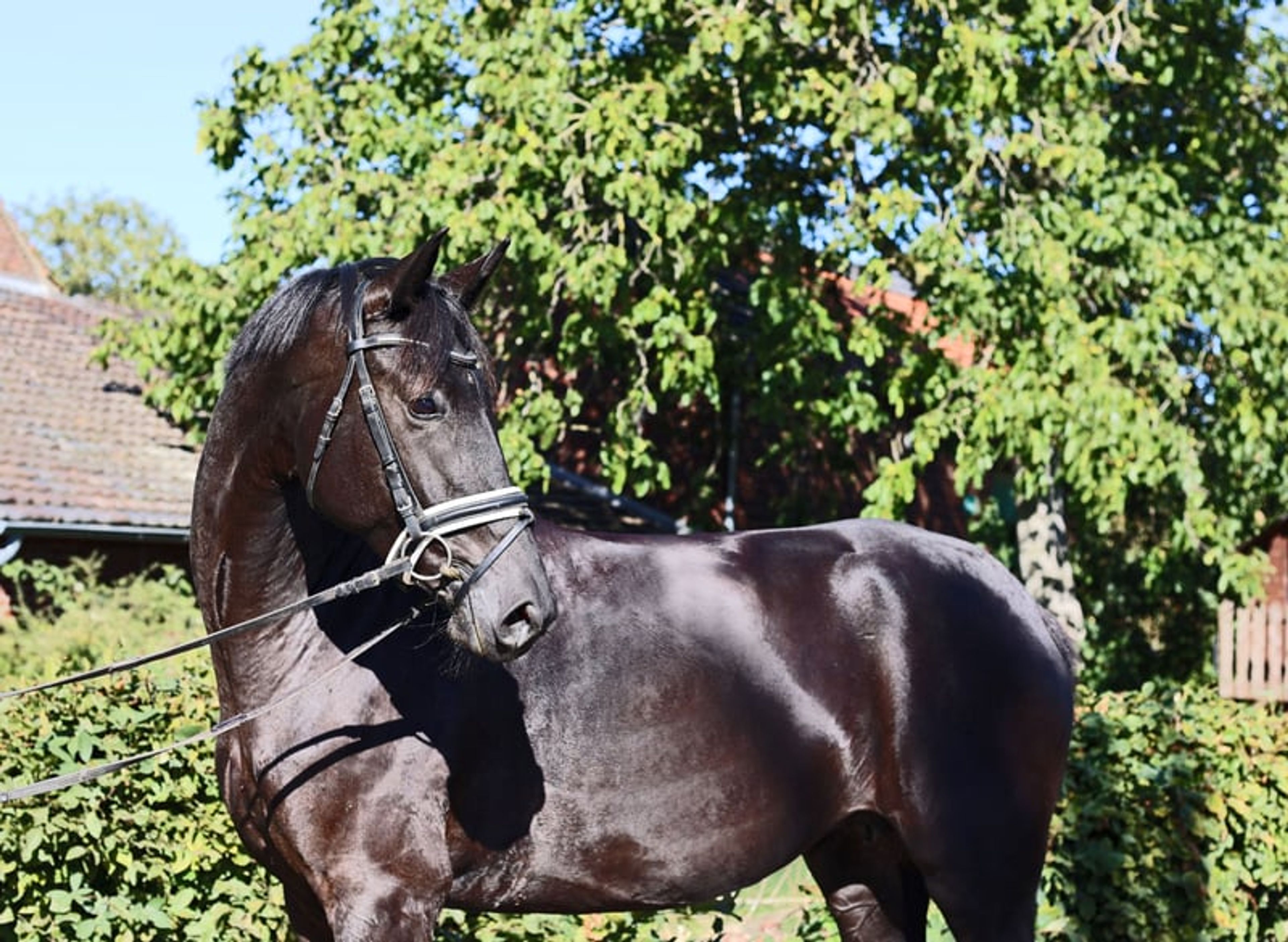 Beautiful mare with an excellent vetting. VIDEO IN THE DESCRIPTION. - Image 7