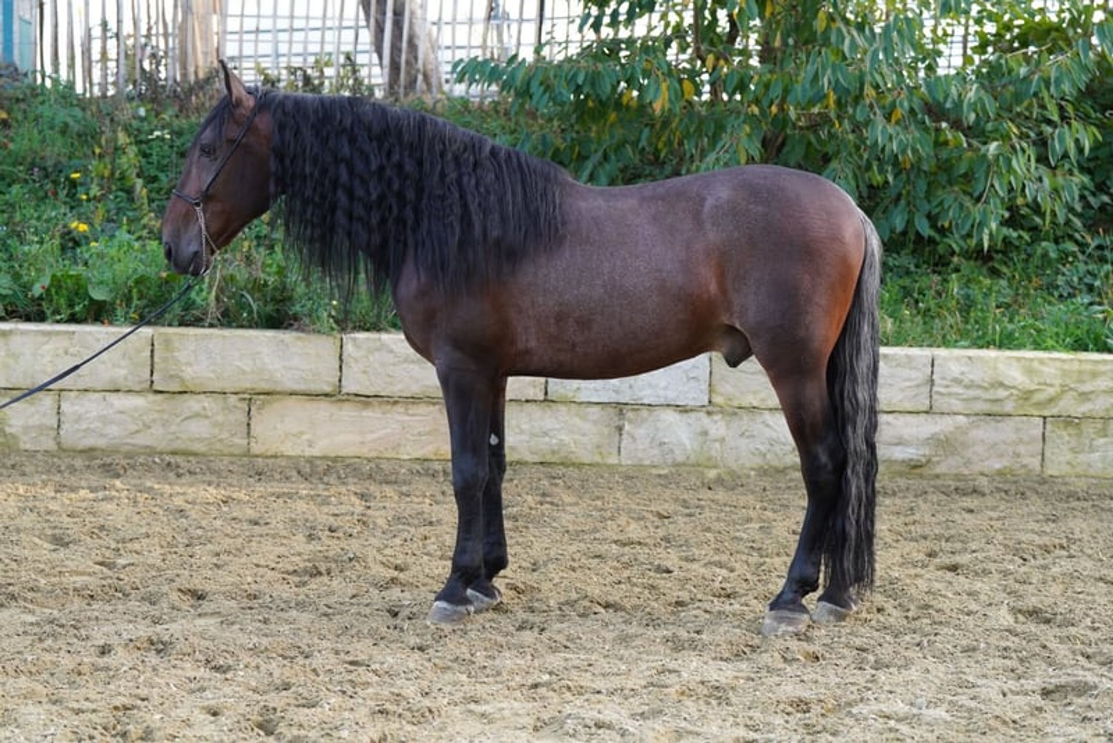The beautiful, trusting dream horse