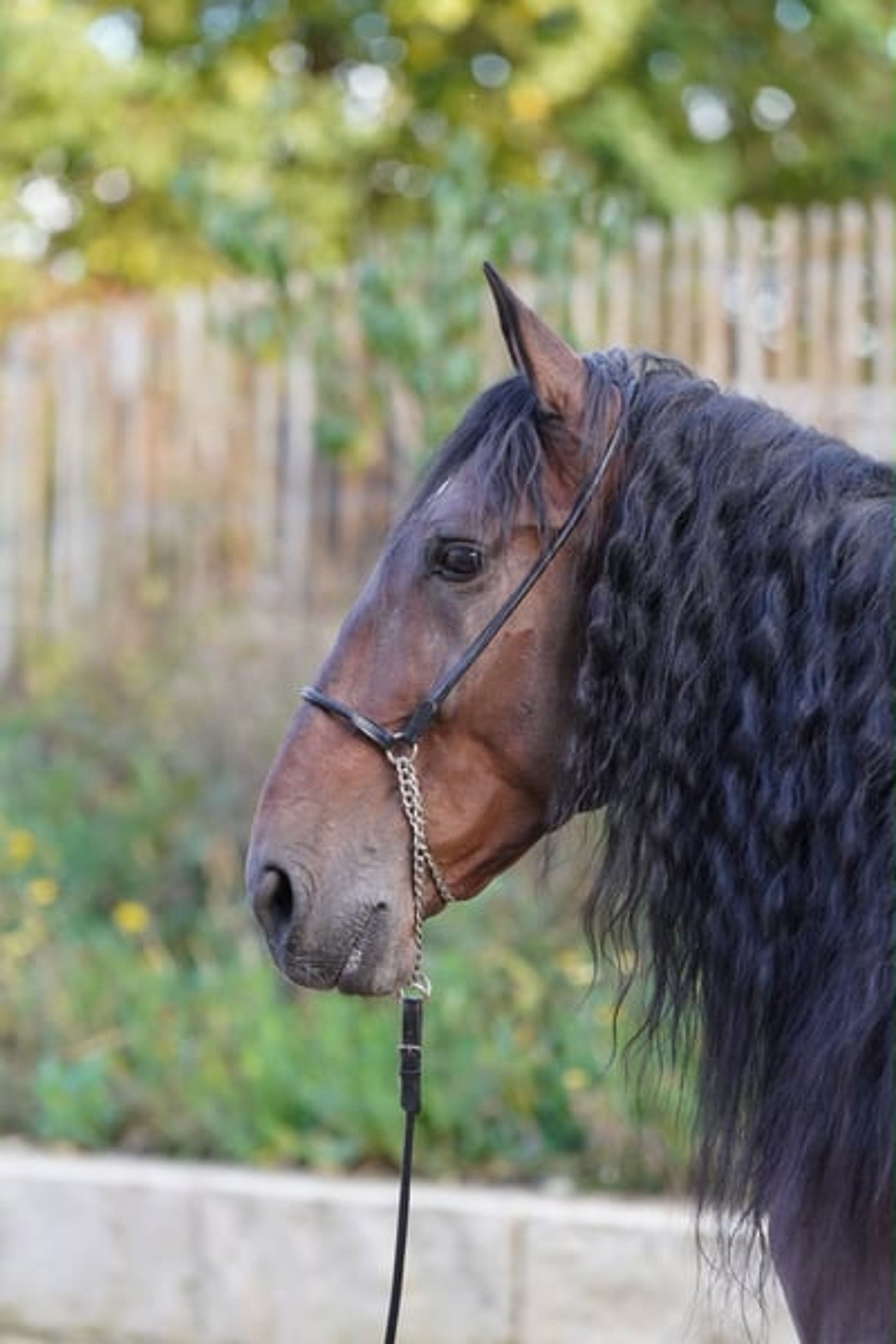 The beautiful, trusting dream horse - Image 2