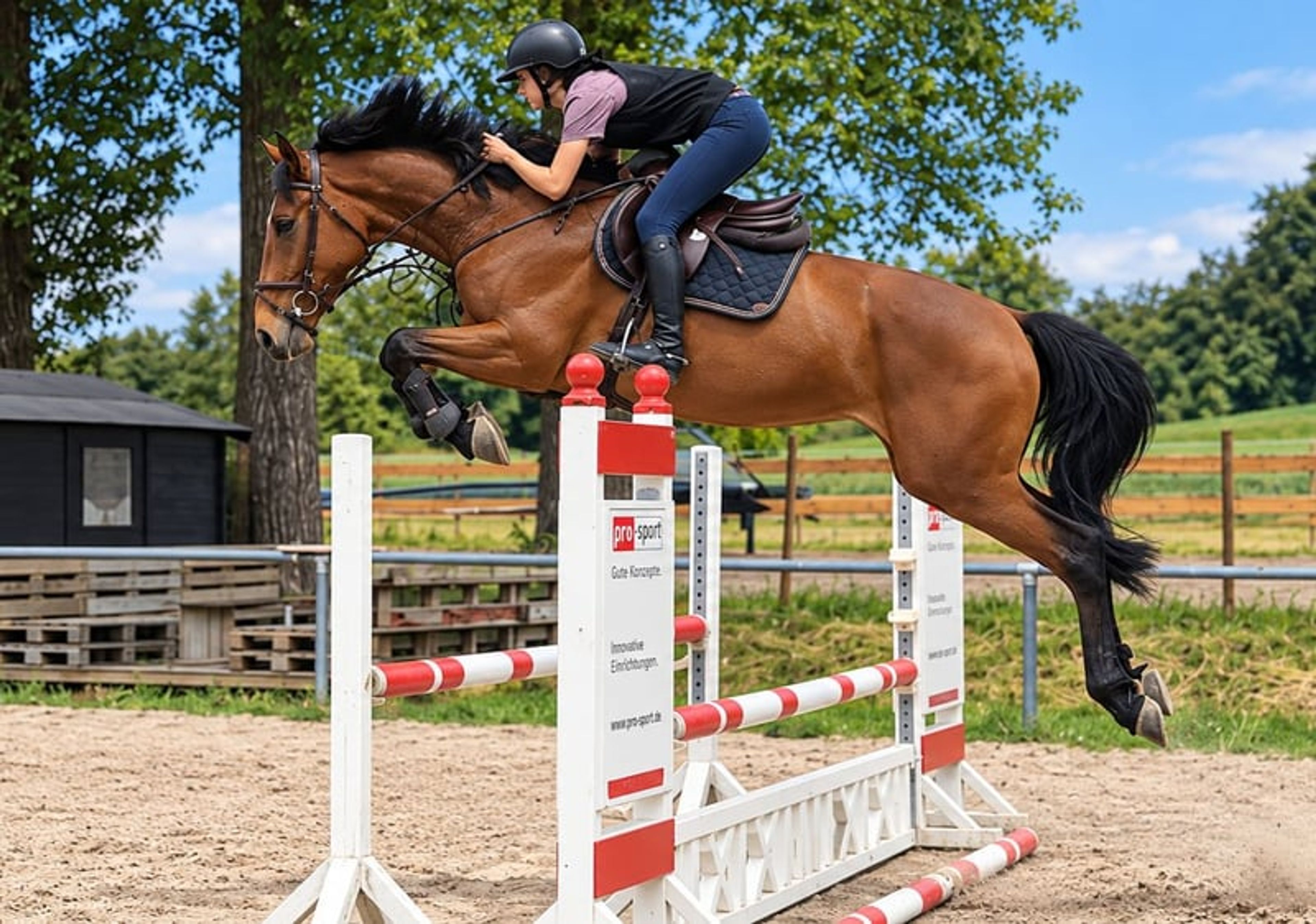 Top young show jumping horse with Grand Prix potential!