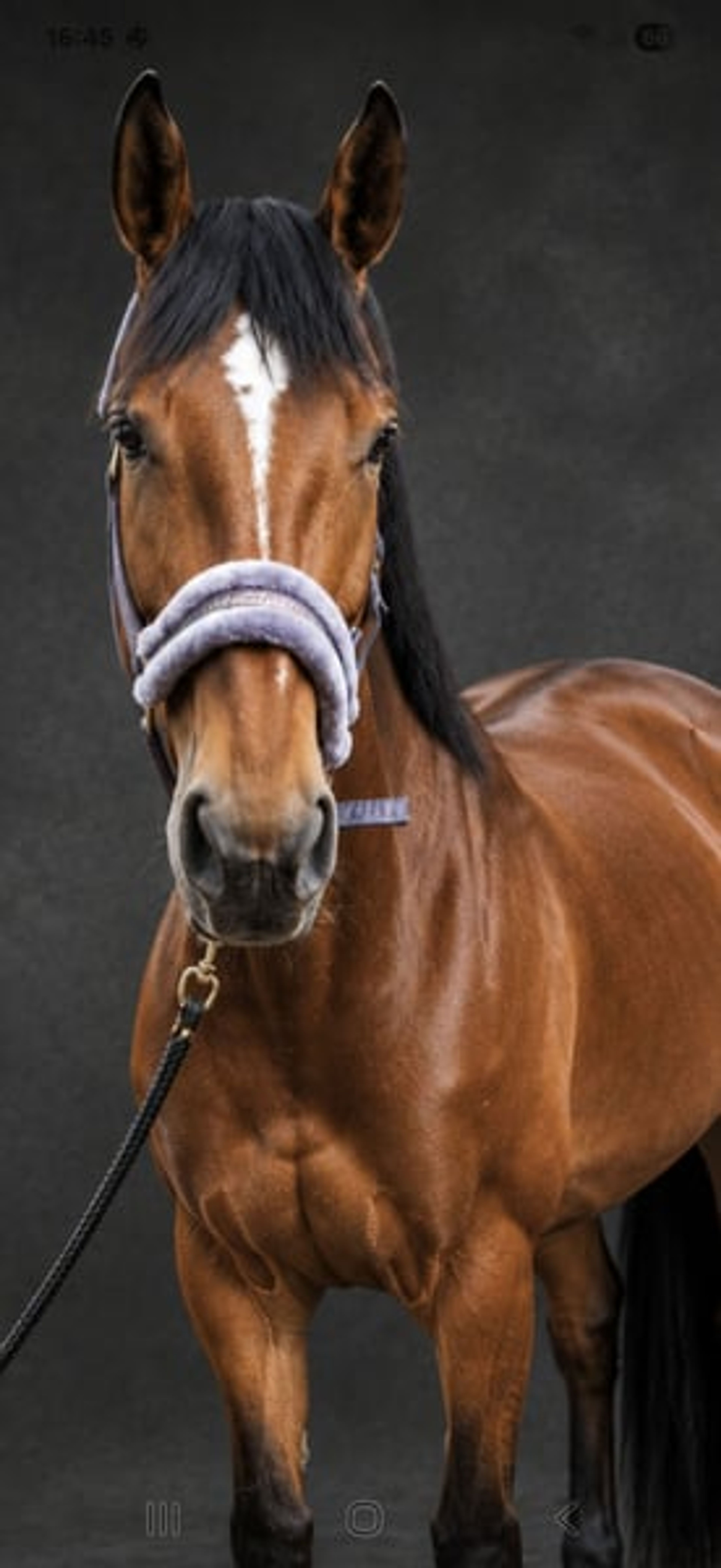 Top young show jumping horse with Grand Prix potential! - Image 3
