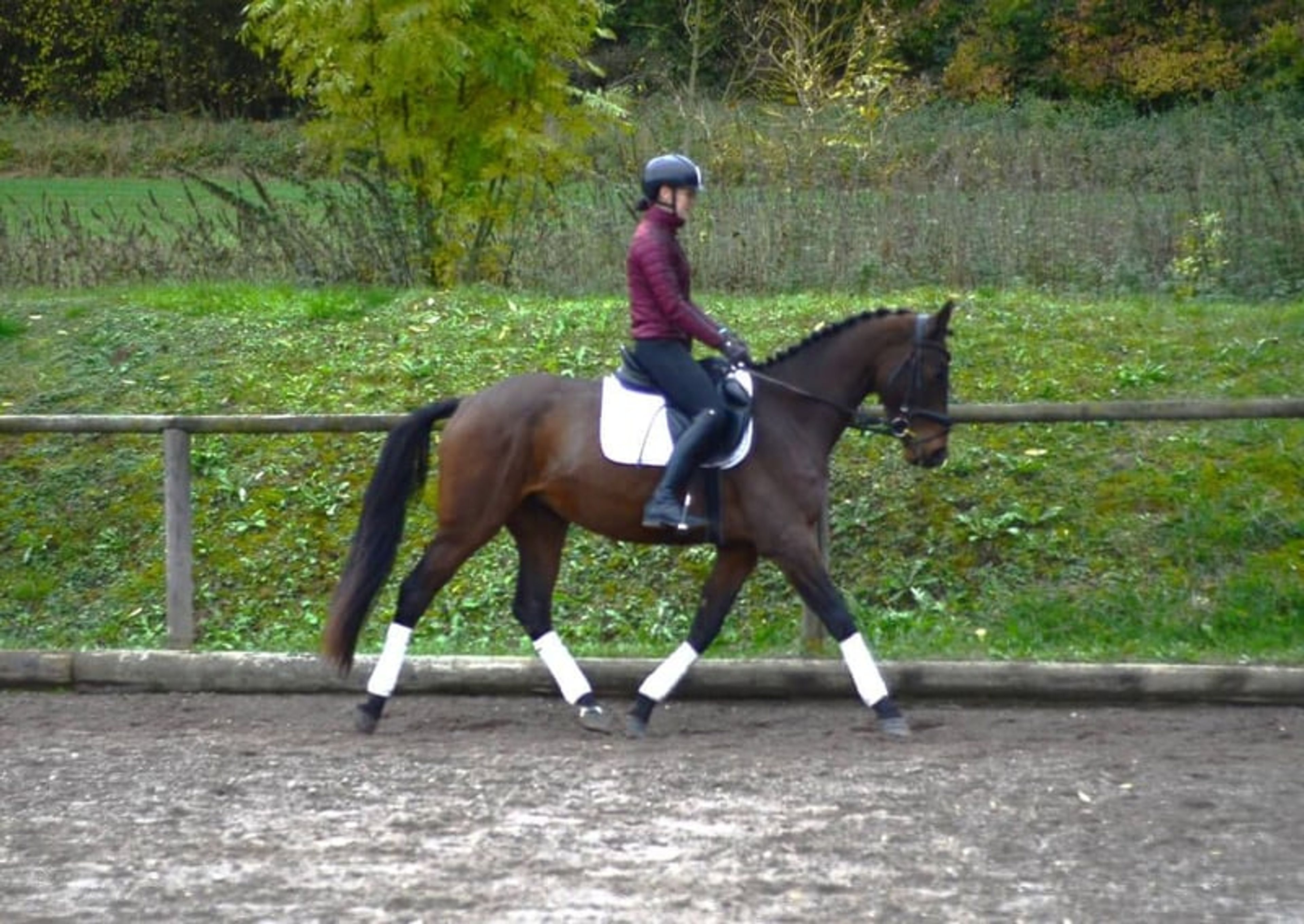 Enchanting mare with a great attitude and dual-purpose talent