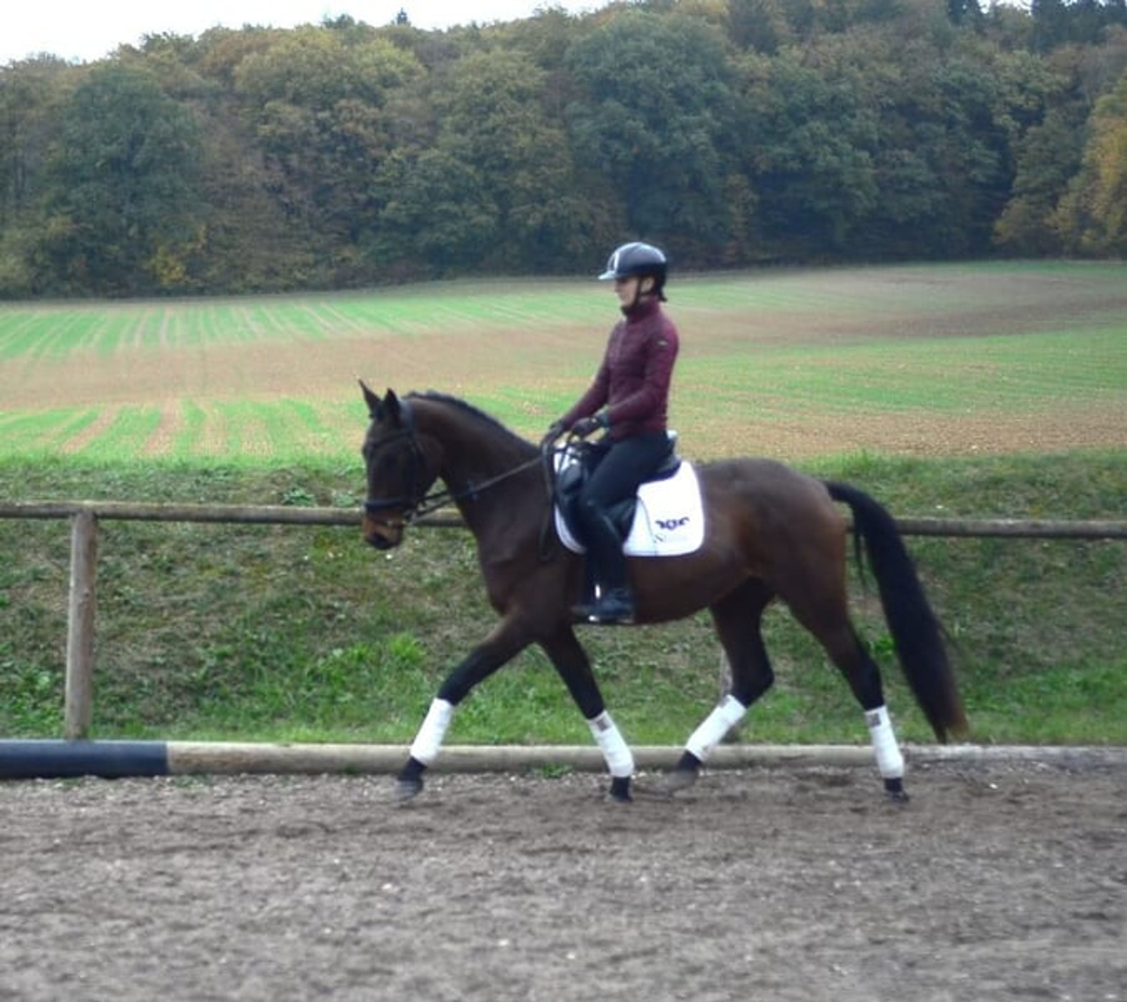 Enchanting mare with a great attitude and dual-purpose talent - Image 2