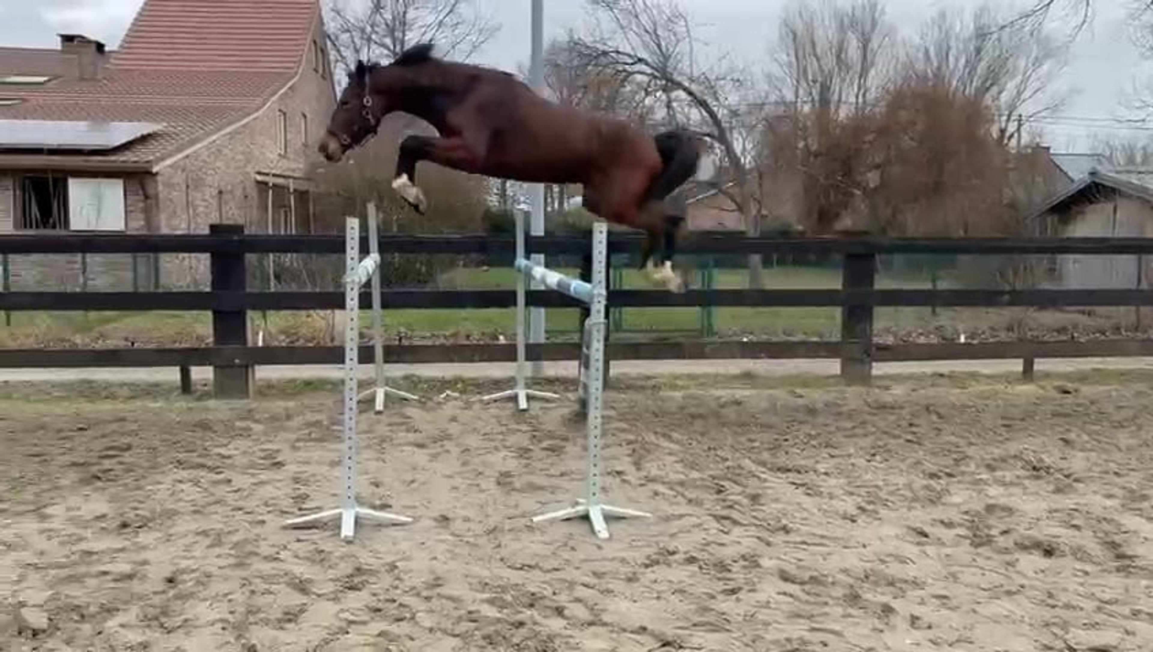 Alaska Van De Wilgenhoeve (THIO VAN T & L x CARRERA VDL) - Image 1