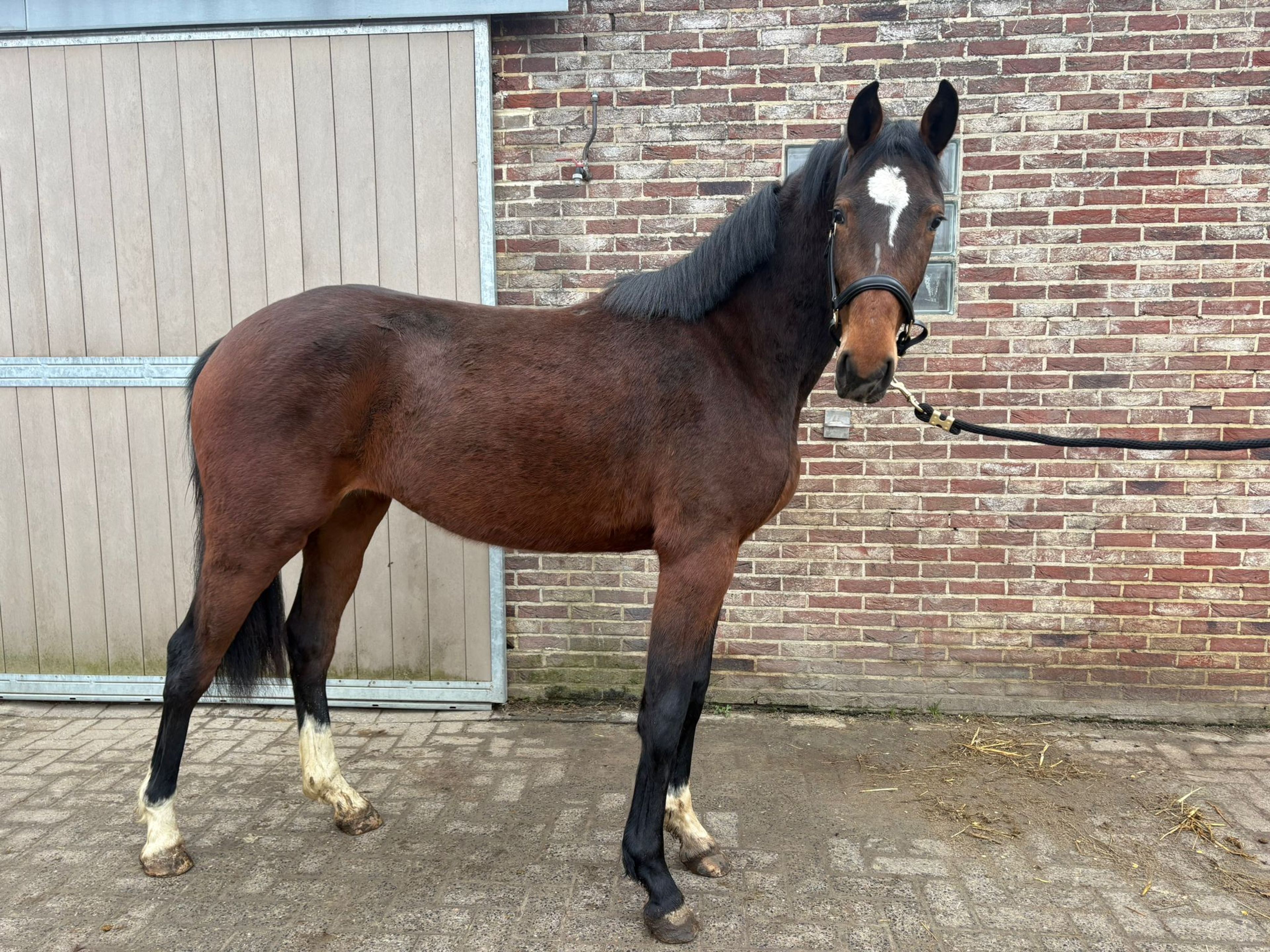 Alaska Van De Wilgenhoeve (THIO VAN T & L x CARRERA VDL) - Image 3