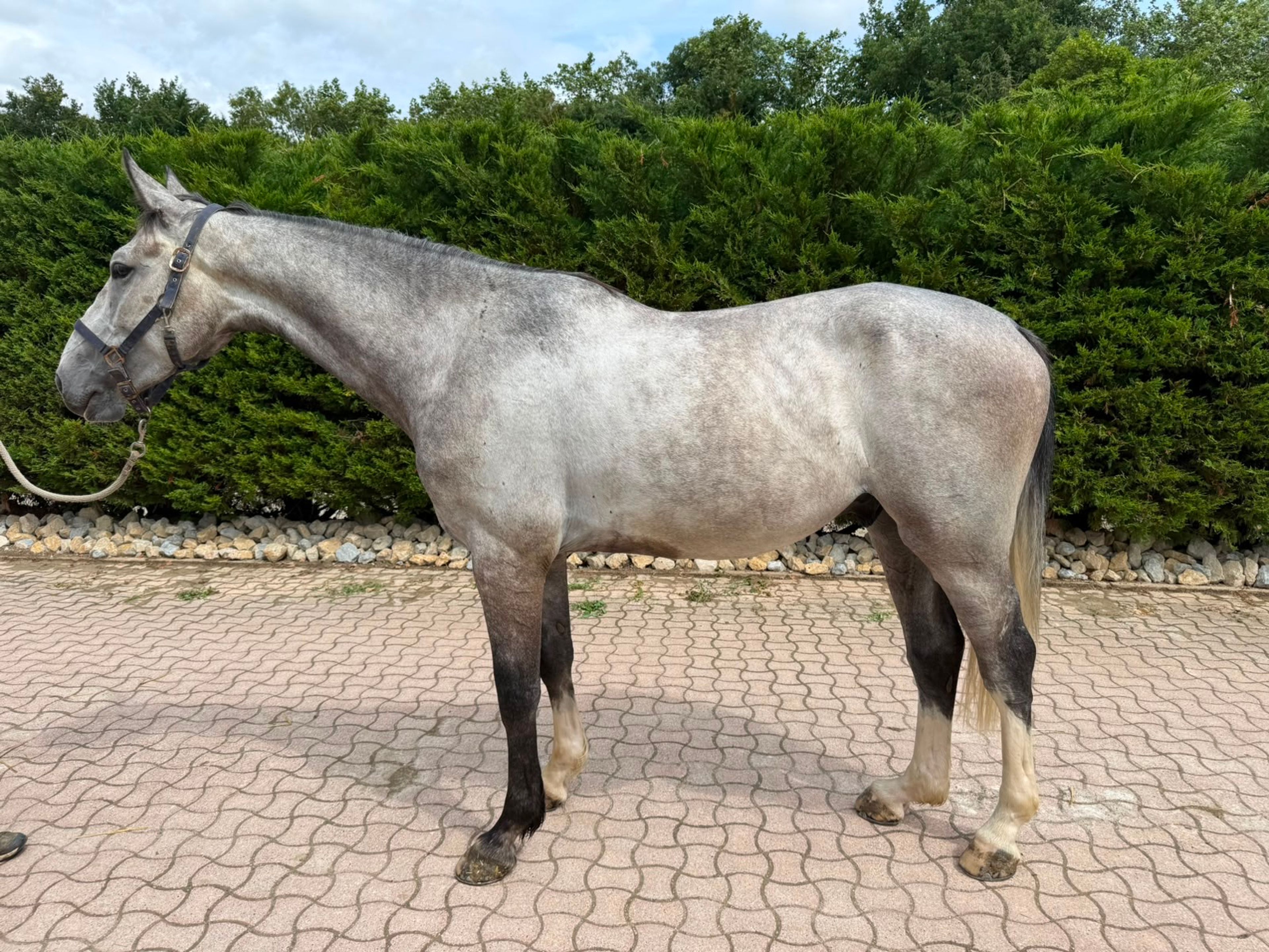 Champ MB Z (CABRIO Z x VIGO D'ARSOUILLES) - Image 1