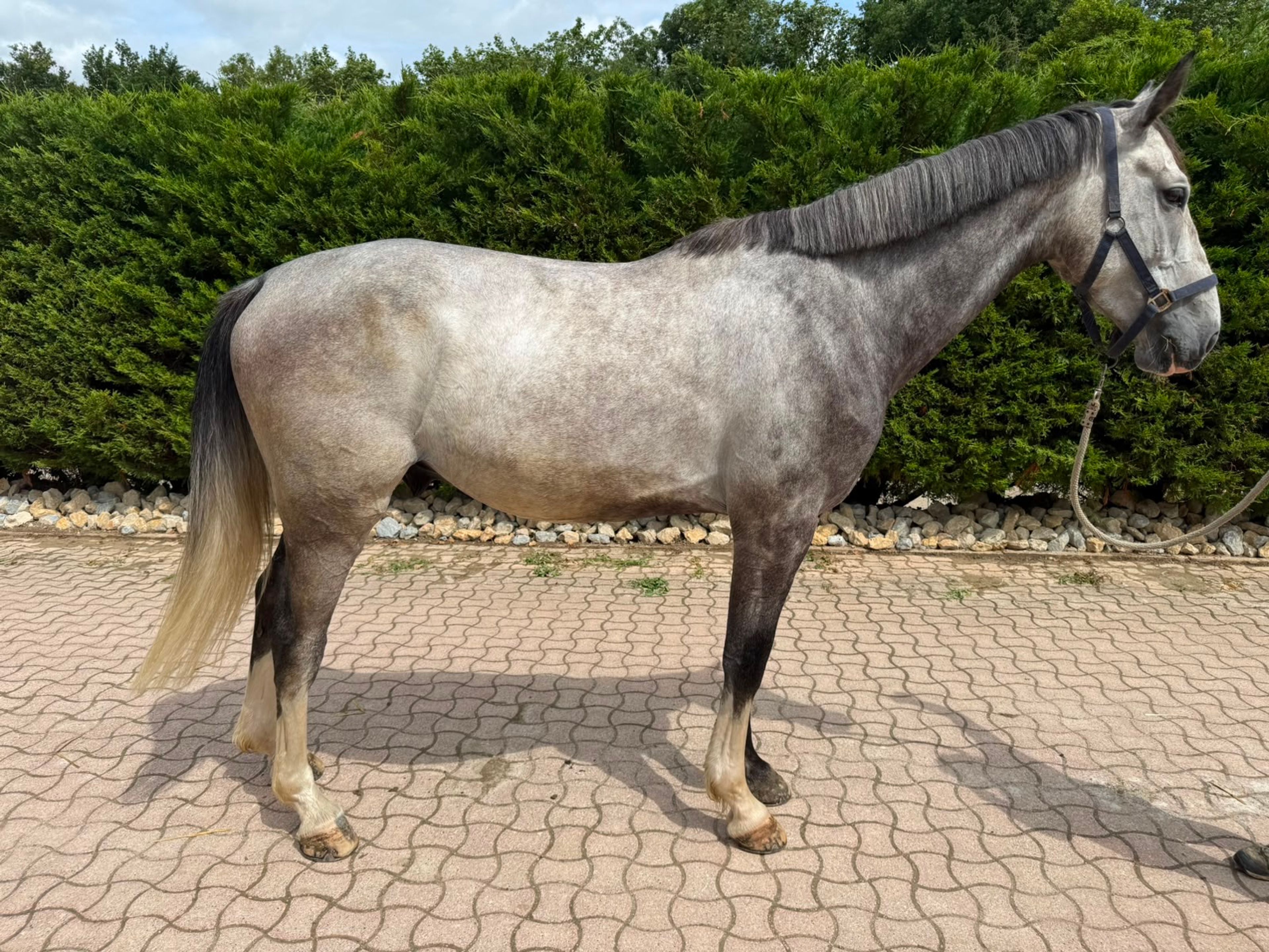 Champ MB Z (CABRIO Z x VIGO D'ARSOUILLES) - Image 3