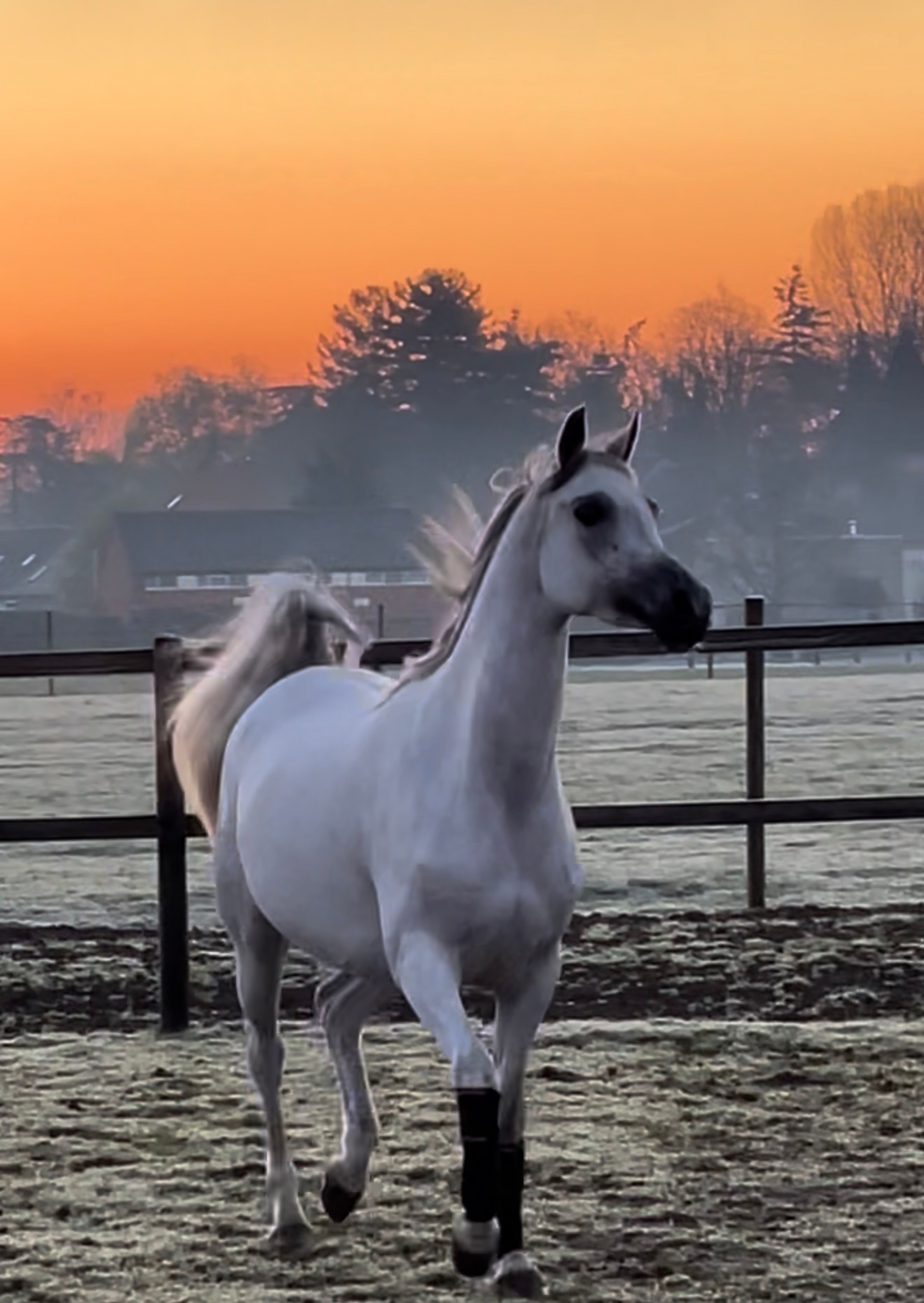 SQ Dina ☆☆ (KAHIL AL SHAQAB x AJ DINAR) - Image 1