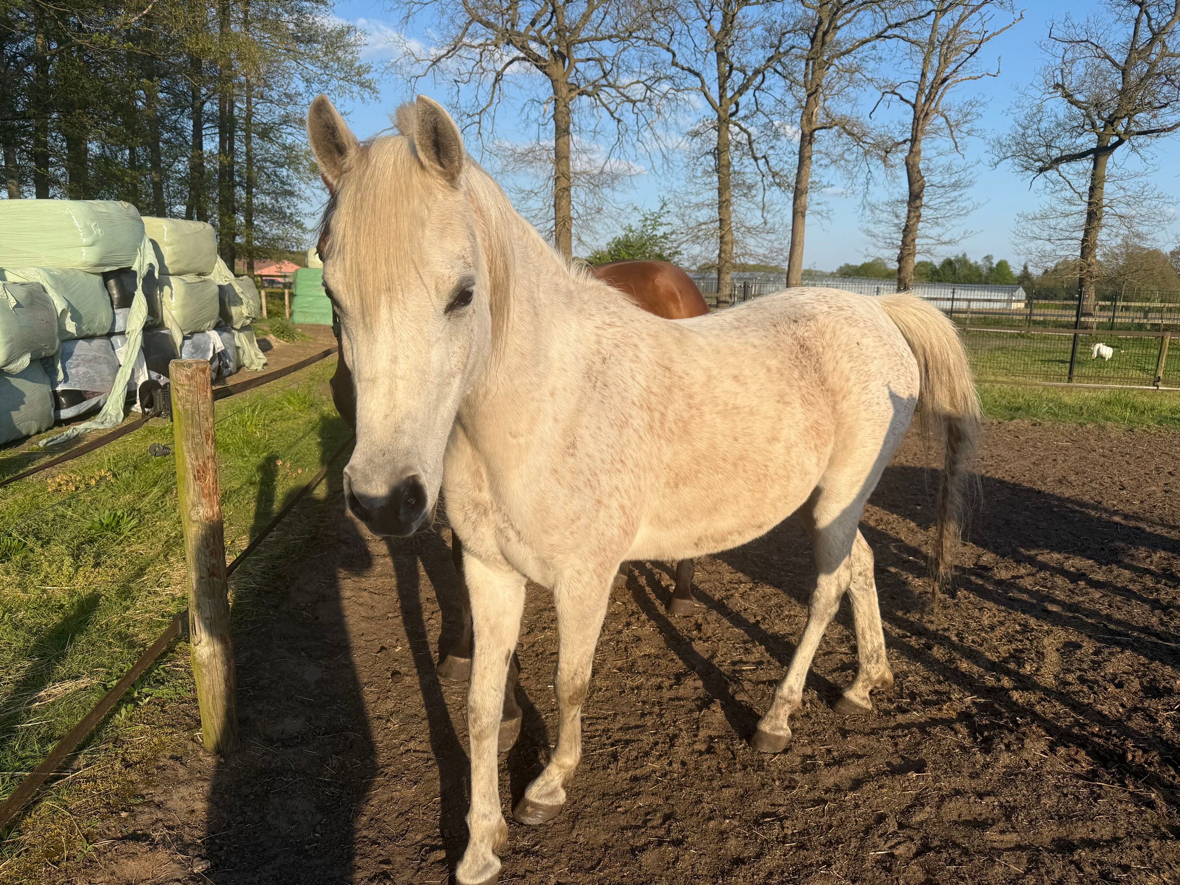 SQ Dina ☆☆ (KAHIL AL SHAQAB x AJ DINAR) - Image 2