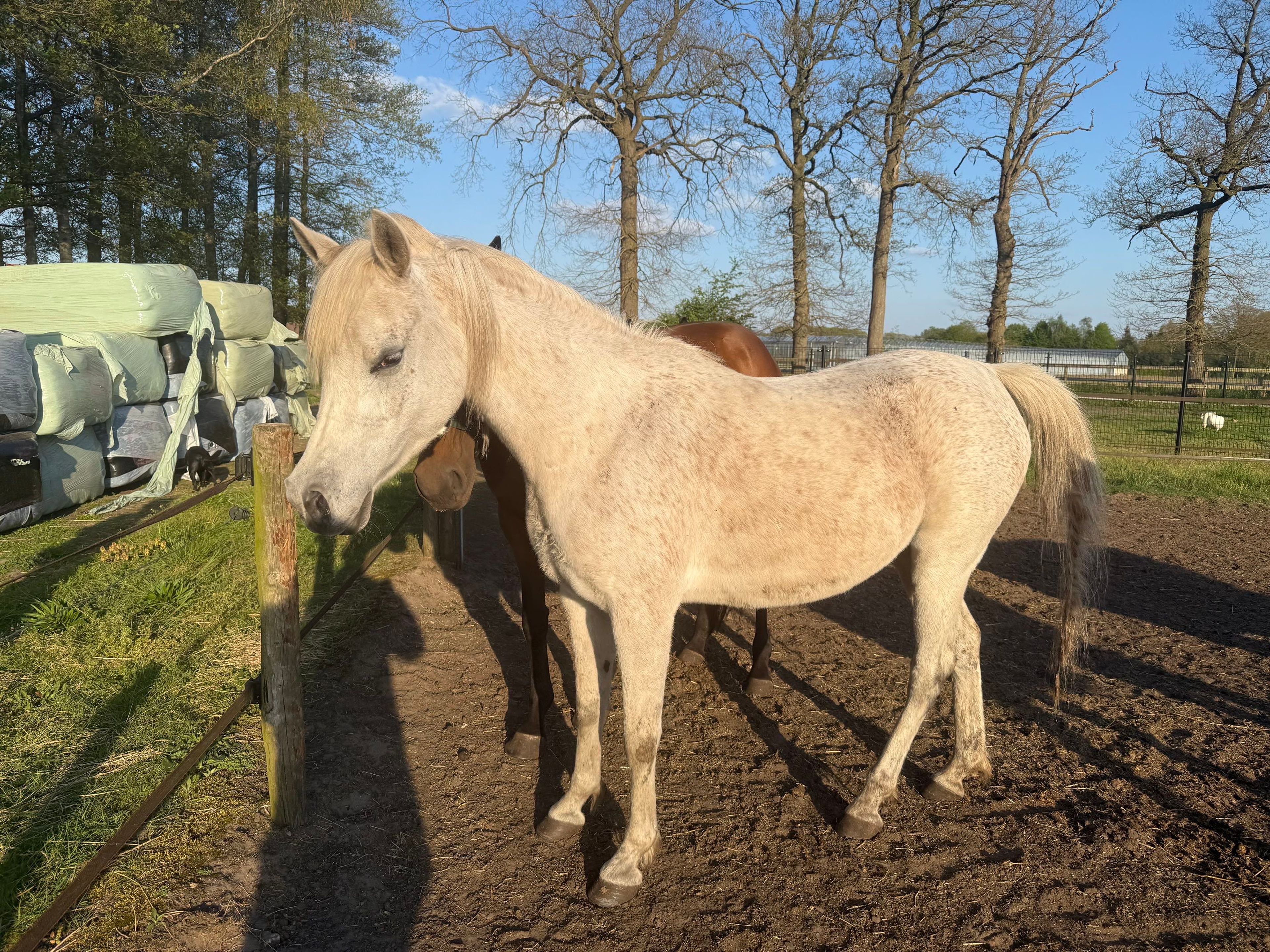 SQ Dina ☆☆ (KAHIL AL SHAQAB x AJ DINAR) - Image 3