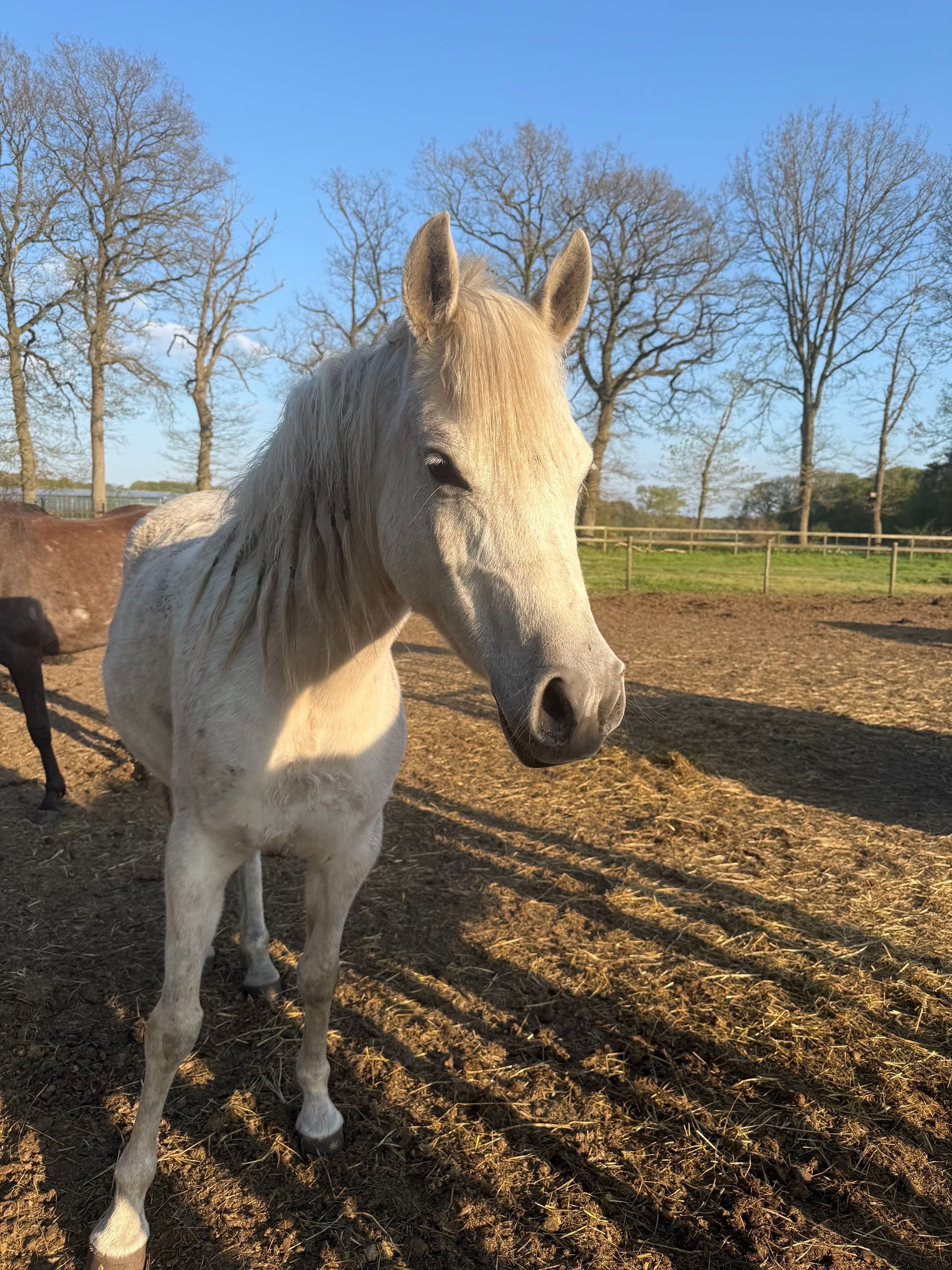 SQ Dina ☆☆ (KAHIL AL SHAQAB x AJ DINAR) - Image 4
