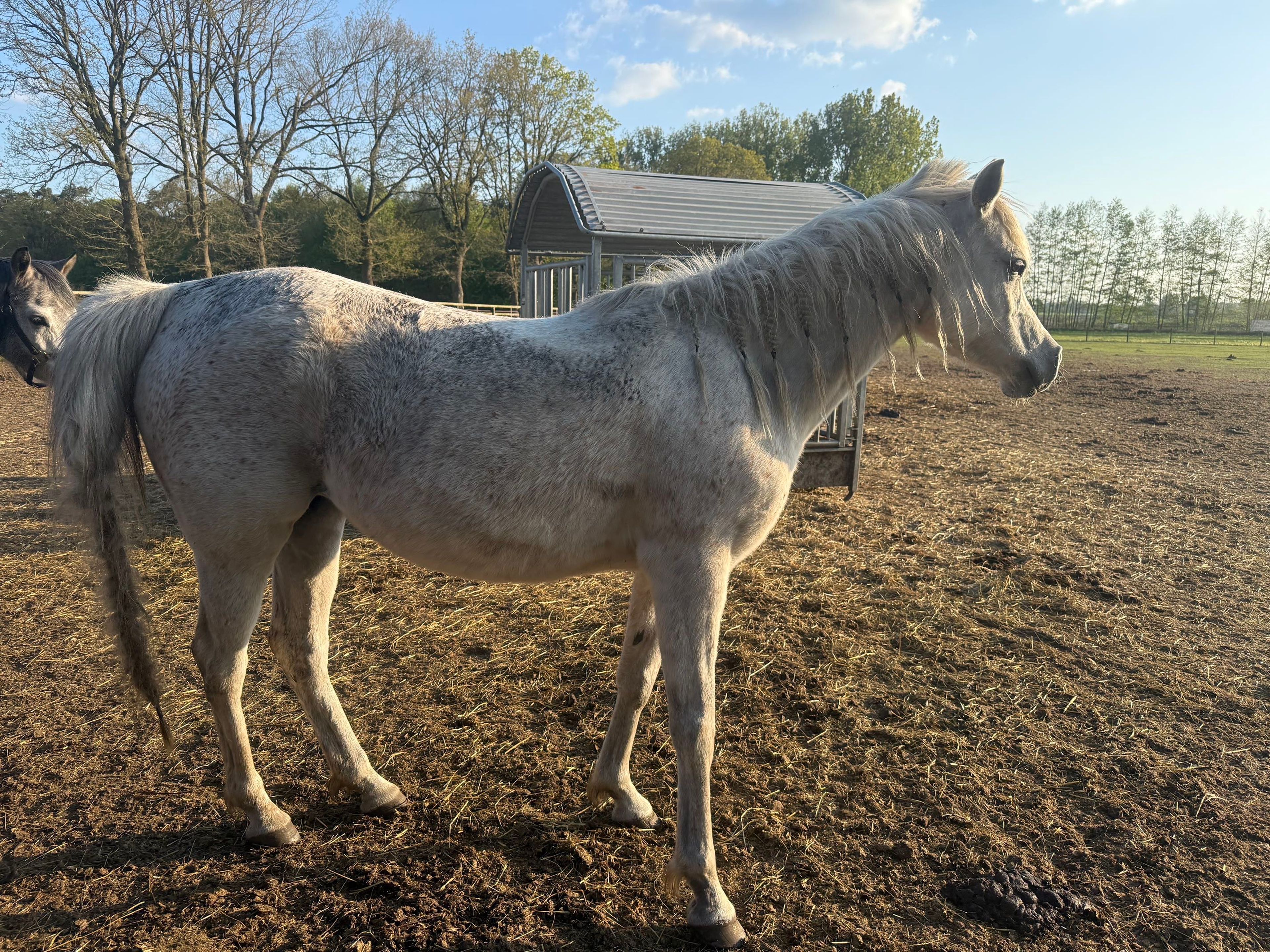 SQ Dina ☆☆ (KAHIL AL SHAQAB x AJ DINAR) - Image 5
