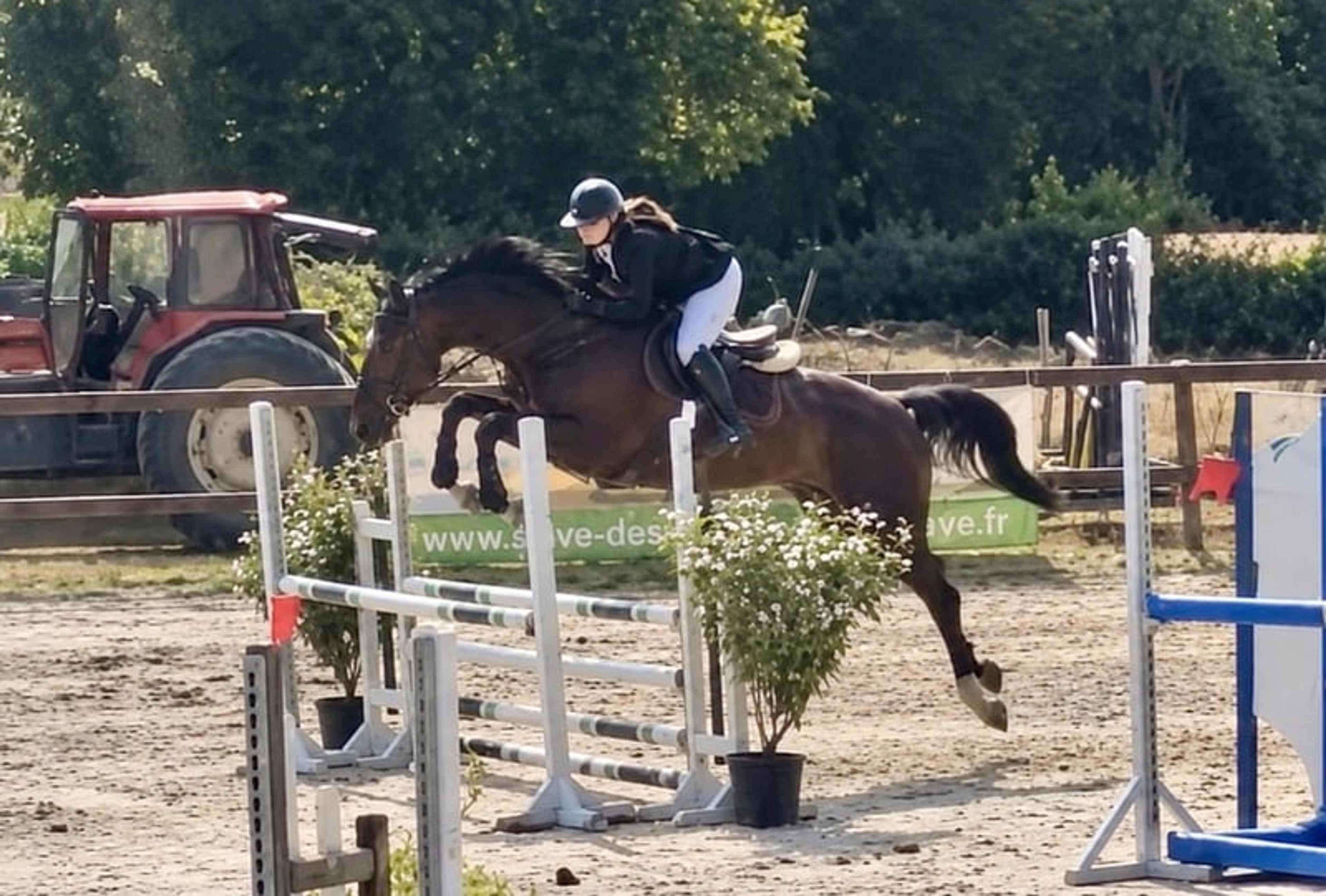 Mare – SBS – 8 years old – Dressage / Show Jumping / Eventing – France - Image 2