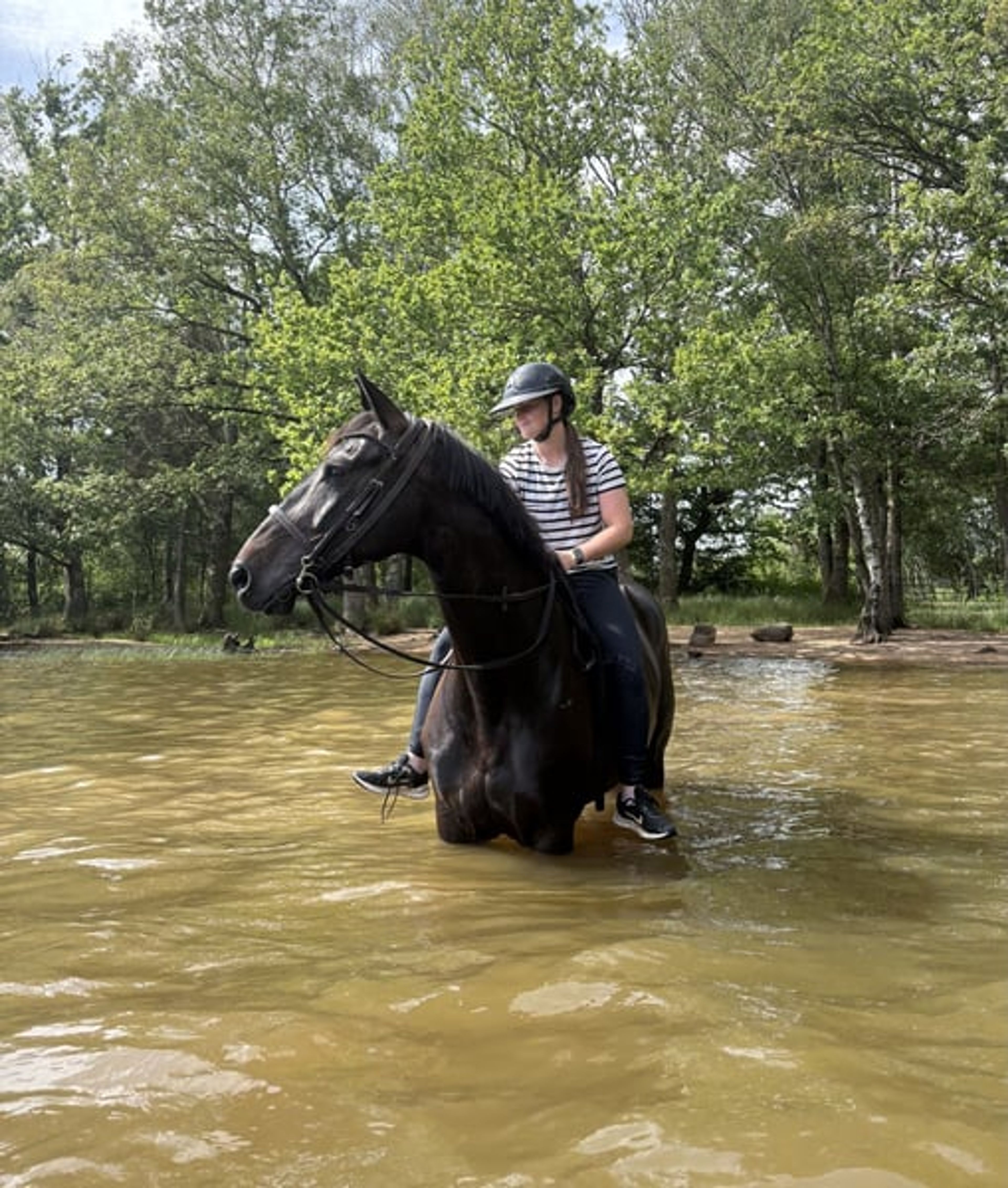 Mare – SBS – 8 years old – Dressage / Show Jumping / Eventing – France - Image 3