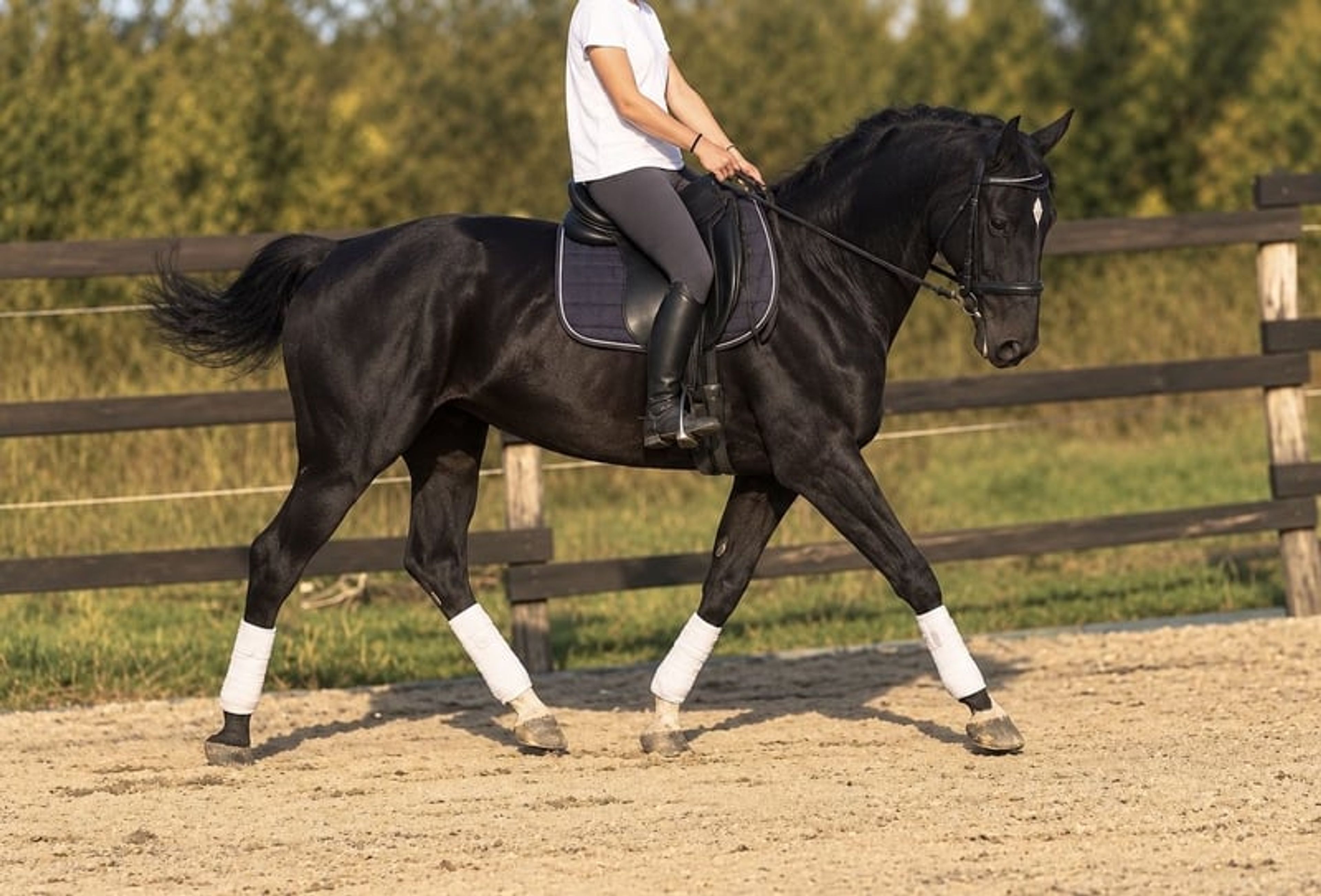 Mare – SBS – 8 years old – Dressage / Show Jumping / Eventing – France - Image 4