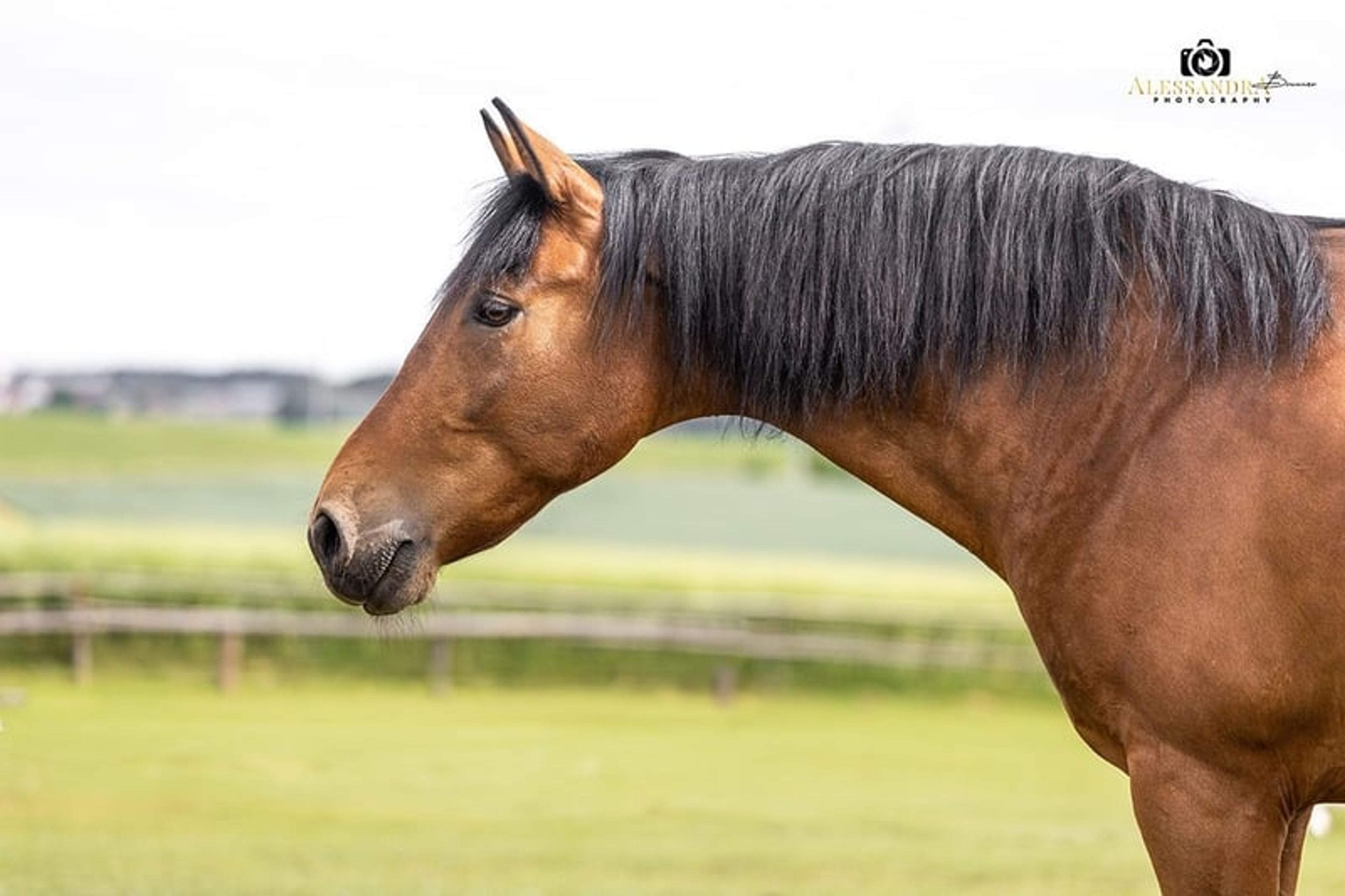 Gitano – Andalusian gelding, 14 years old, bay - Image 1