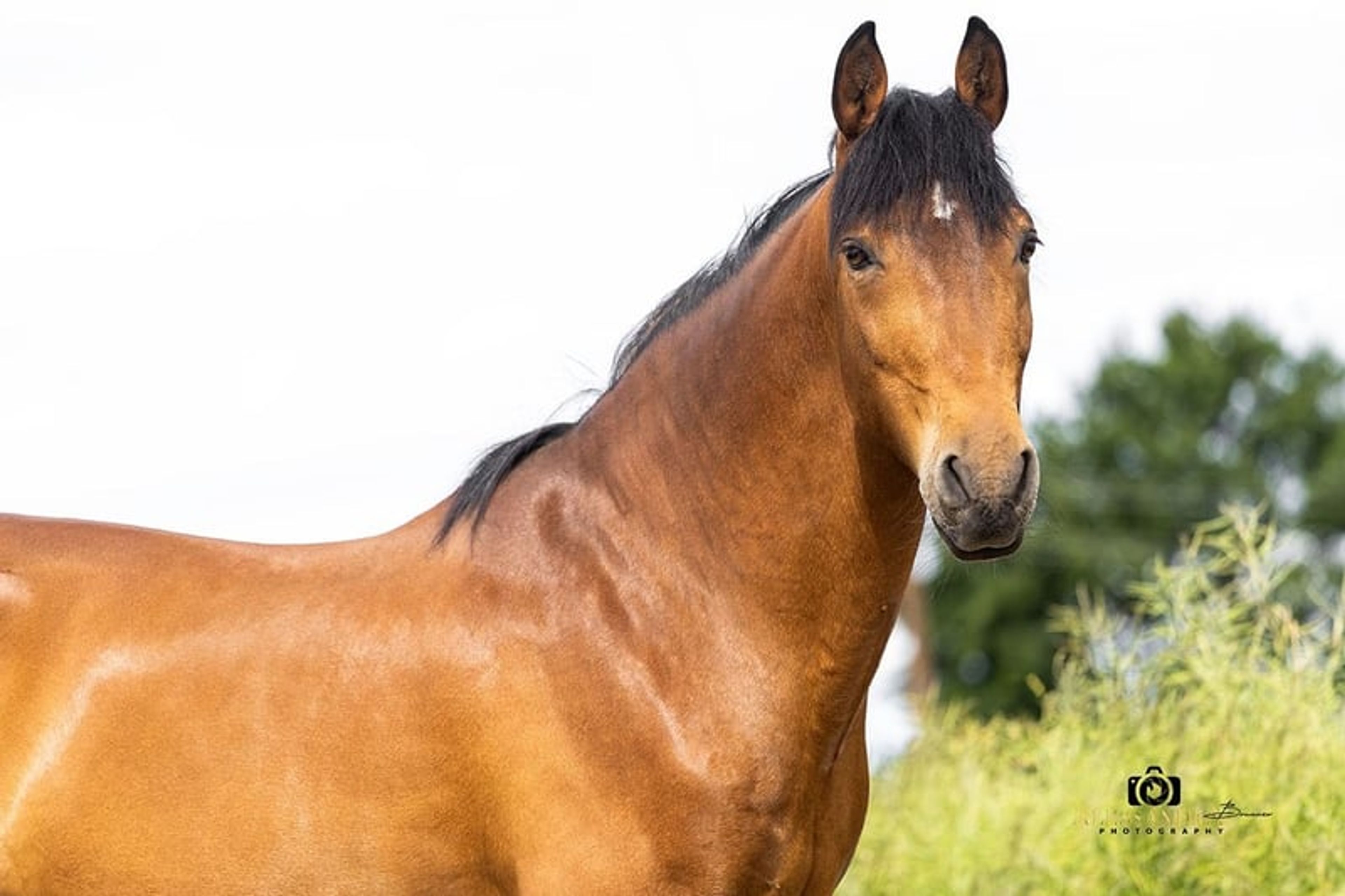 Gitano – Andalusian gelding, 14 years old, bay - Image 2