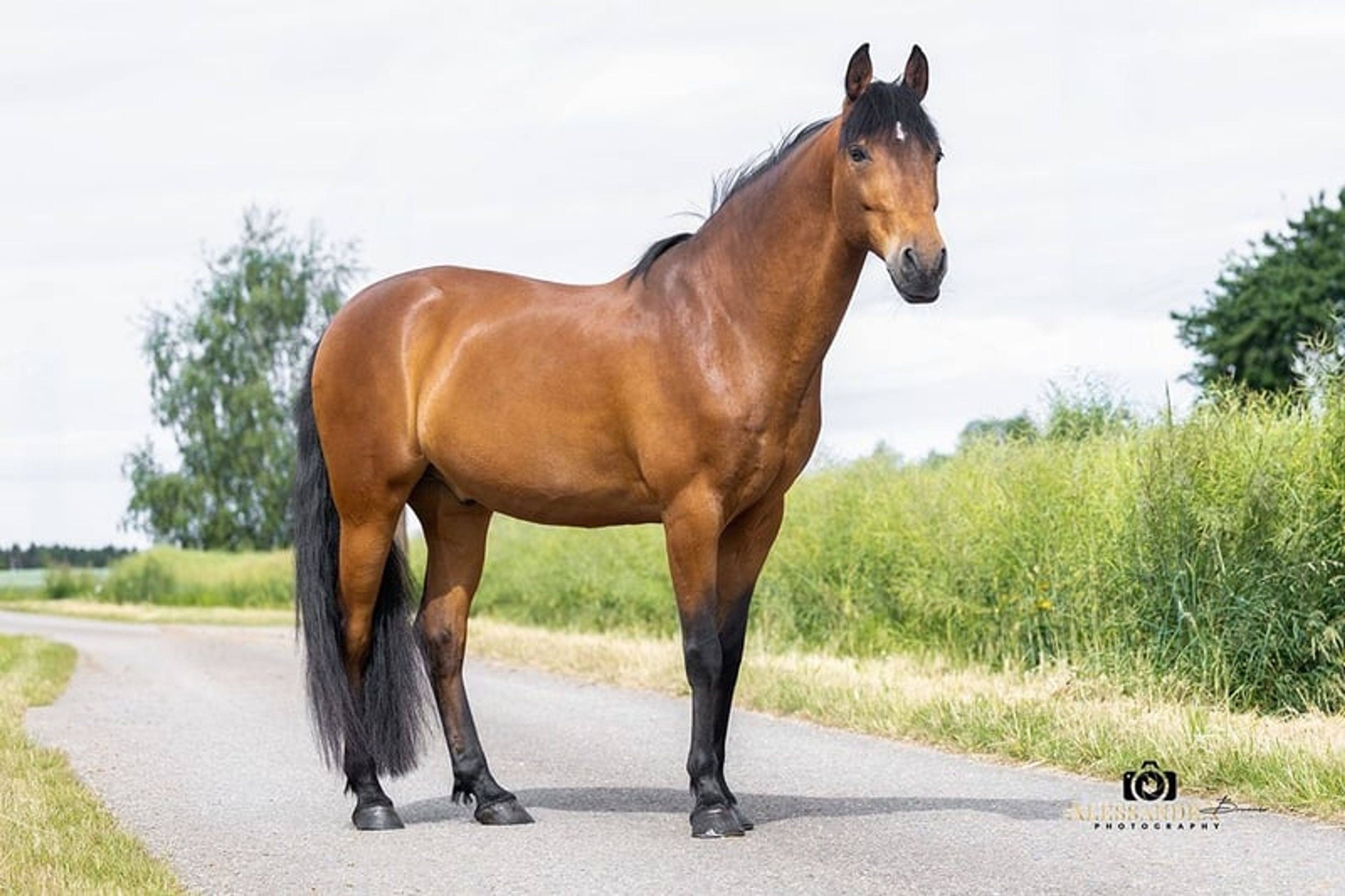 Gitano – Andalusian gelding, 14 years old, bay - Image 3