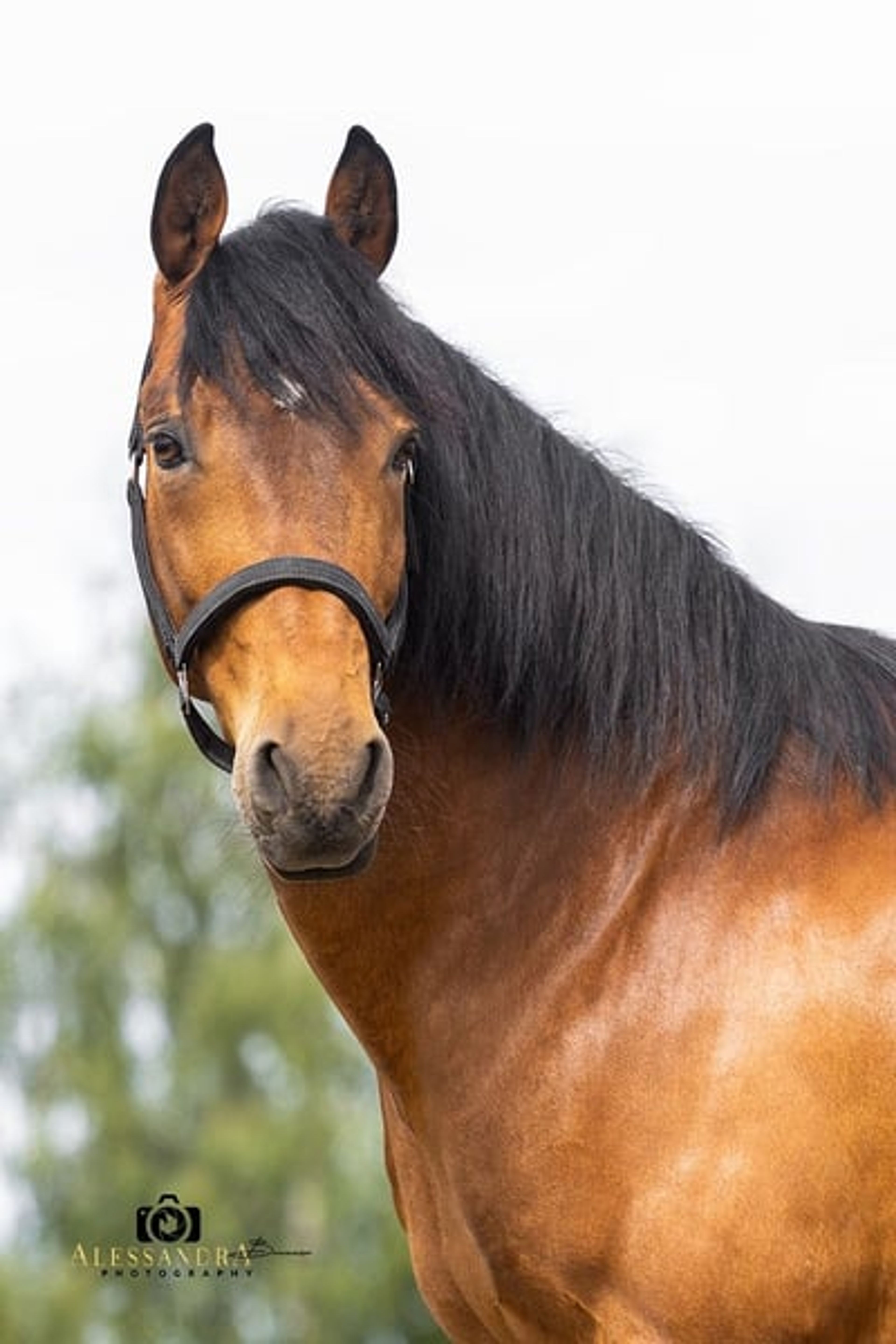 Gitano – Andalusian gelding, 14 years old, bay - Image 4