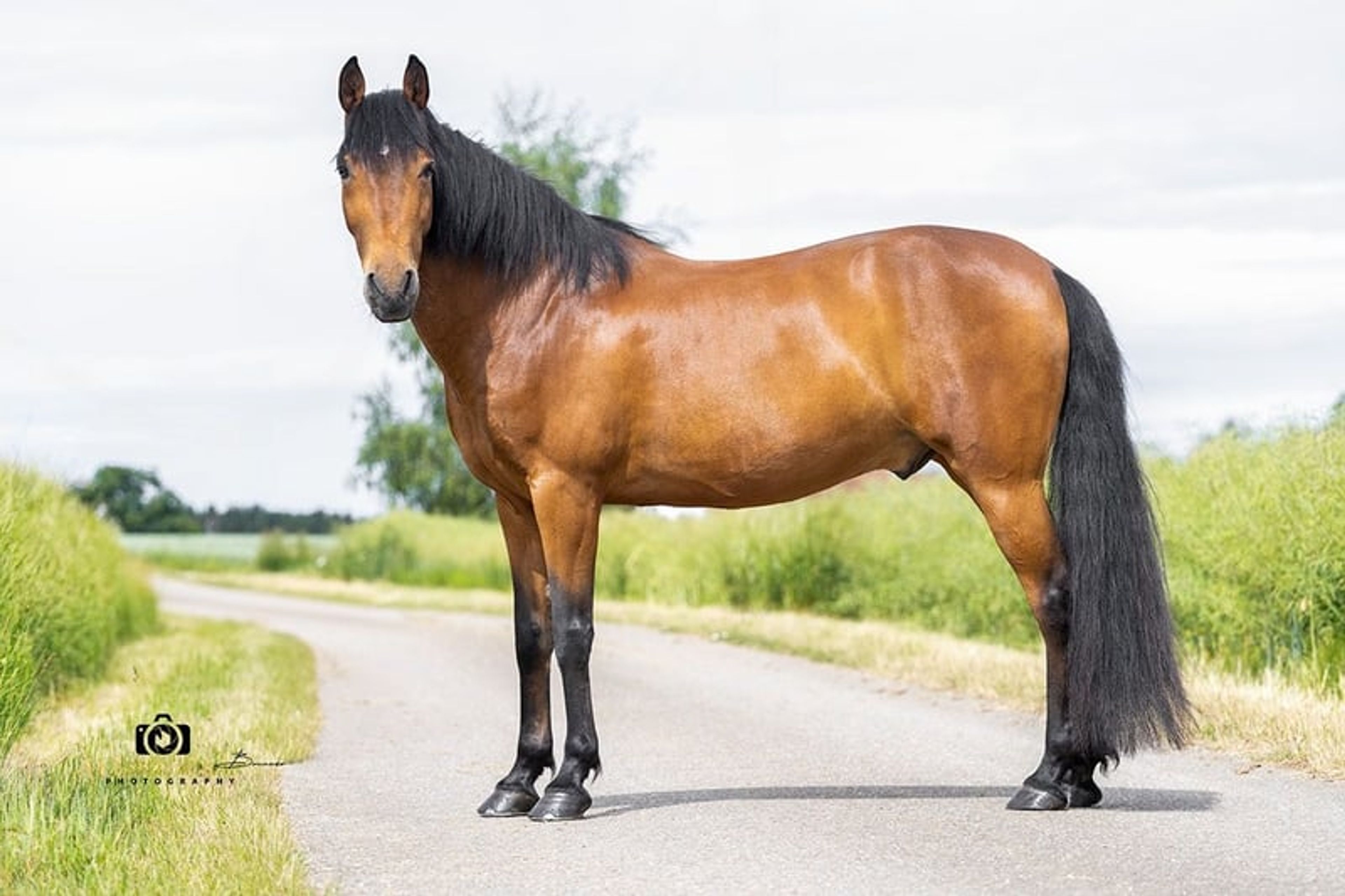 Gitano – Andalusian gelding, 14 years old, bay - Image 5