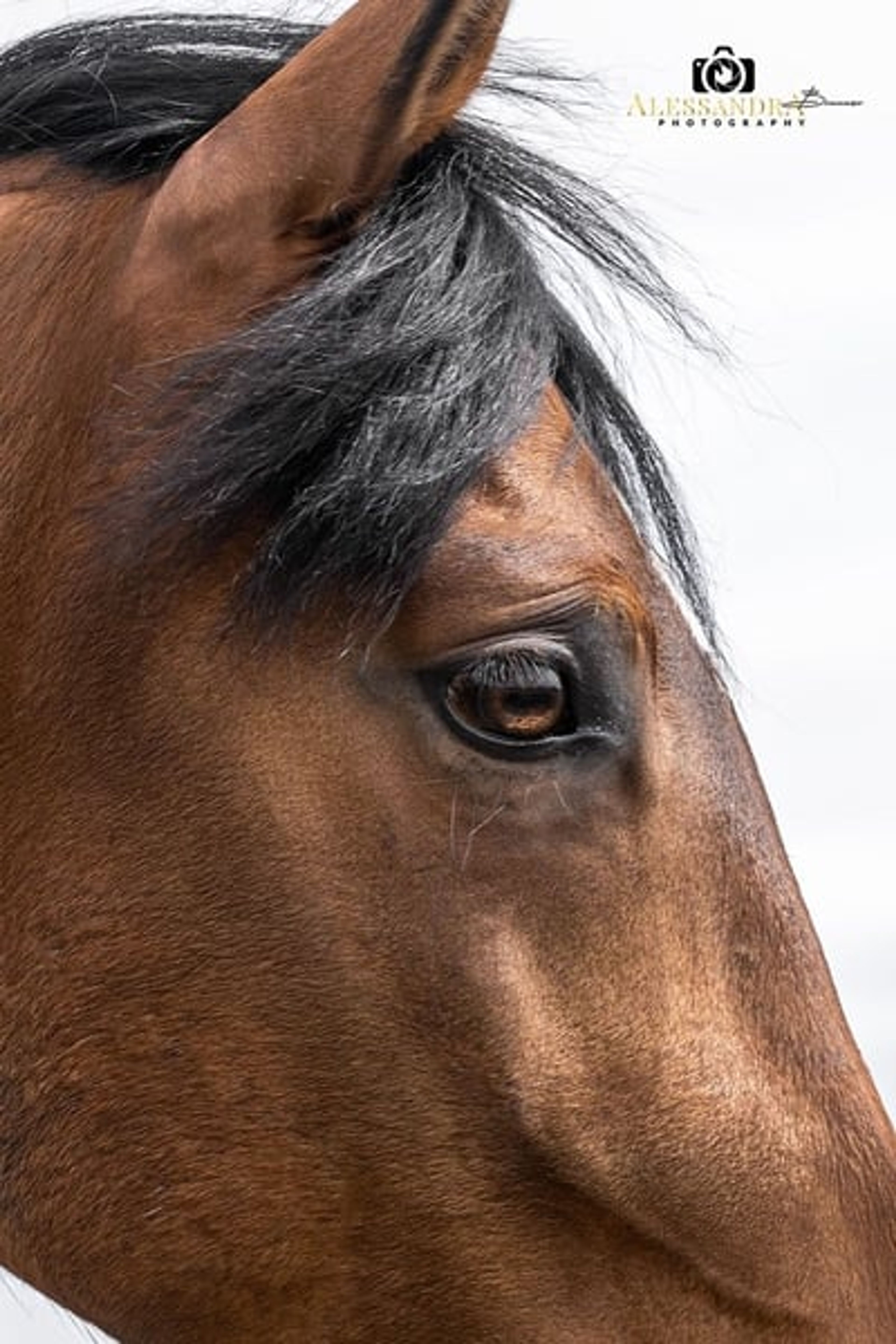 Gitano – Andalusian gelding, 14 years old, bay - Image 6
