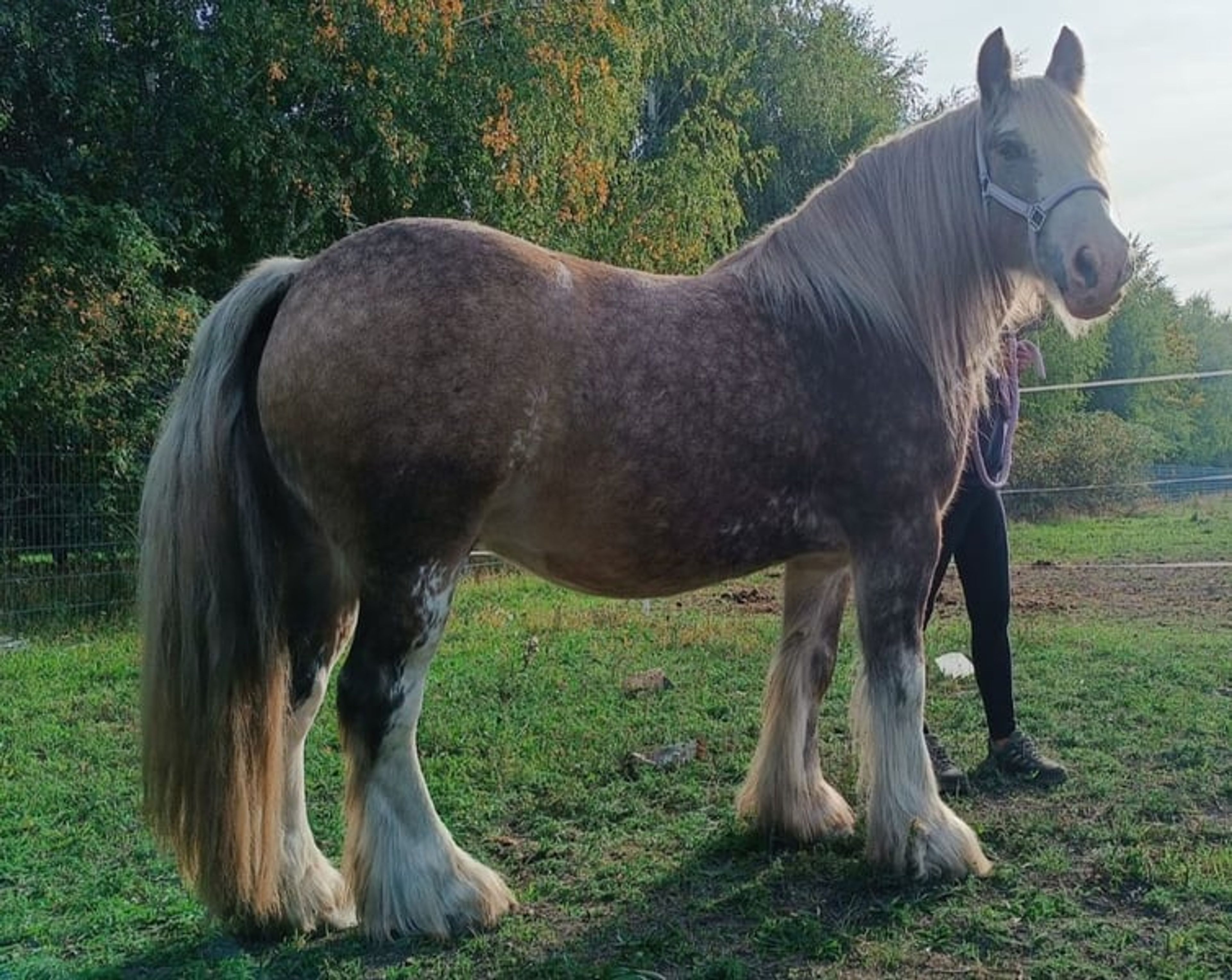 Stunning, one-of-a-kind Palomino Tinker gelding!