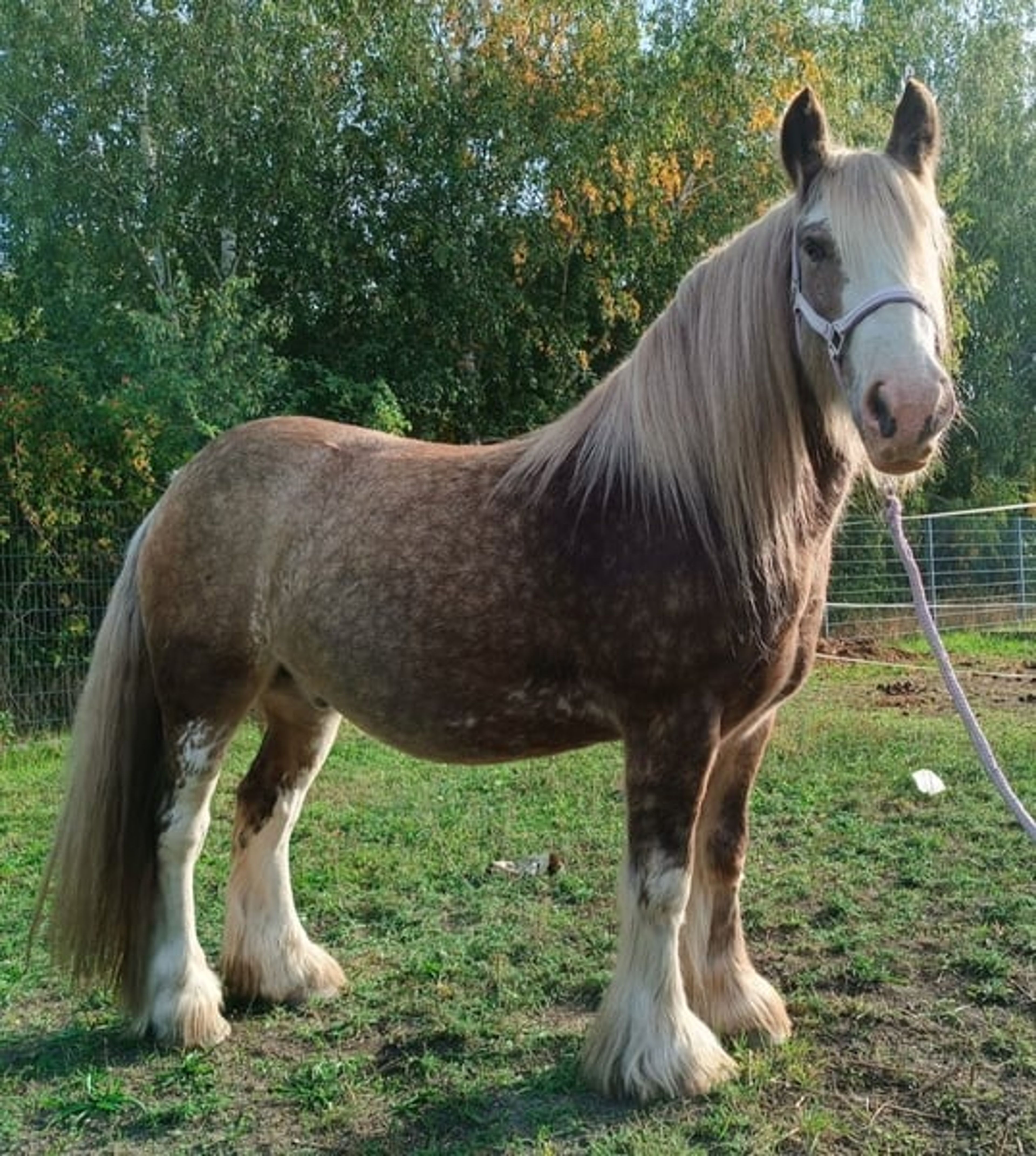 Stunning, one-of-a-kind Palomino Tinker gelding! - Image 2