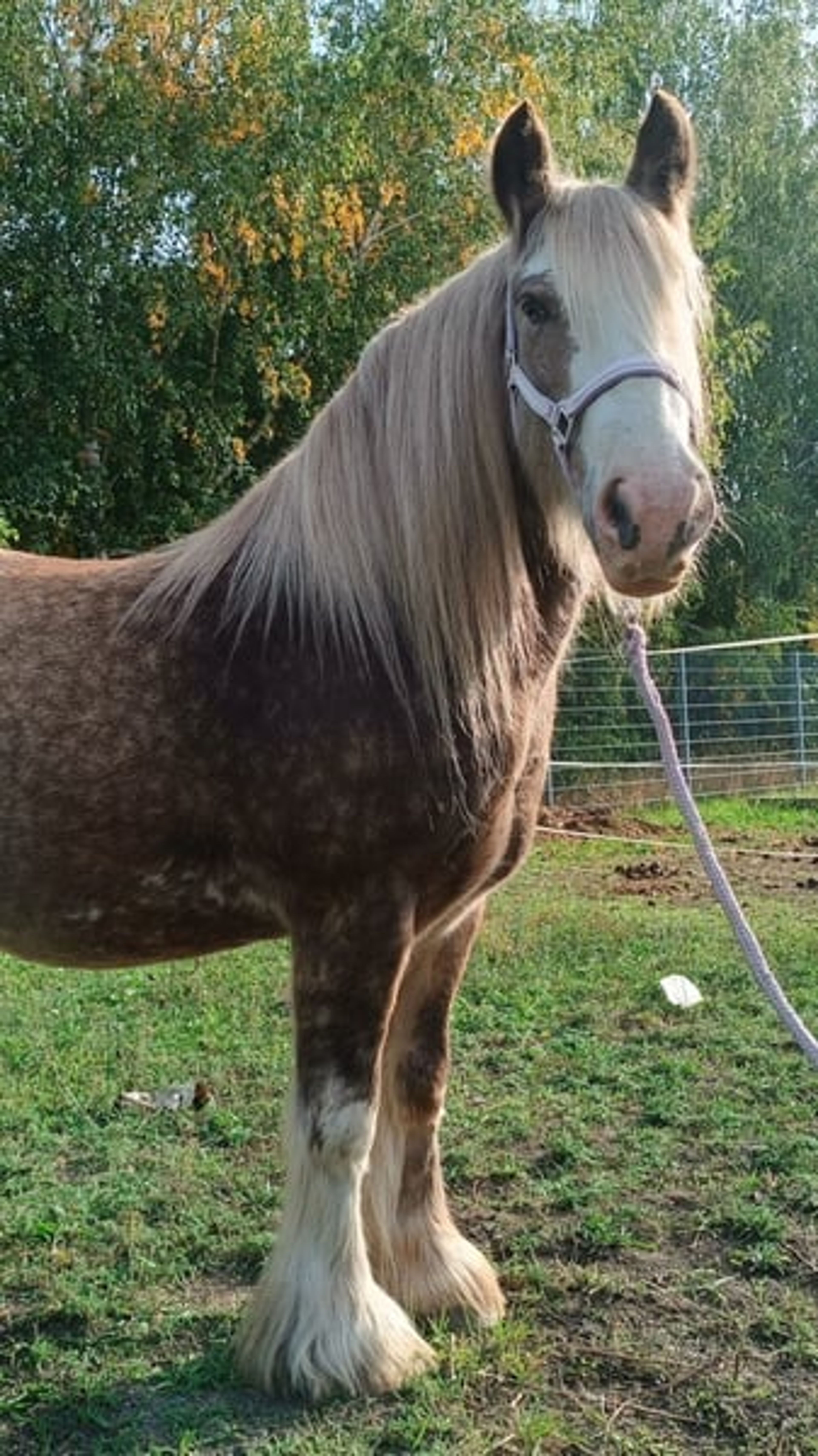 Stunning, one-of-a-kind Palomino Tinker gelding! - Image 3