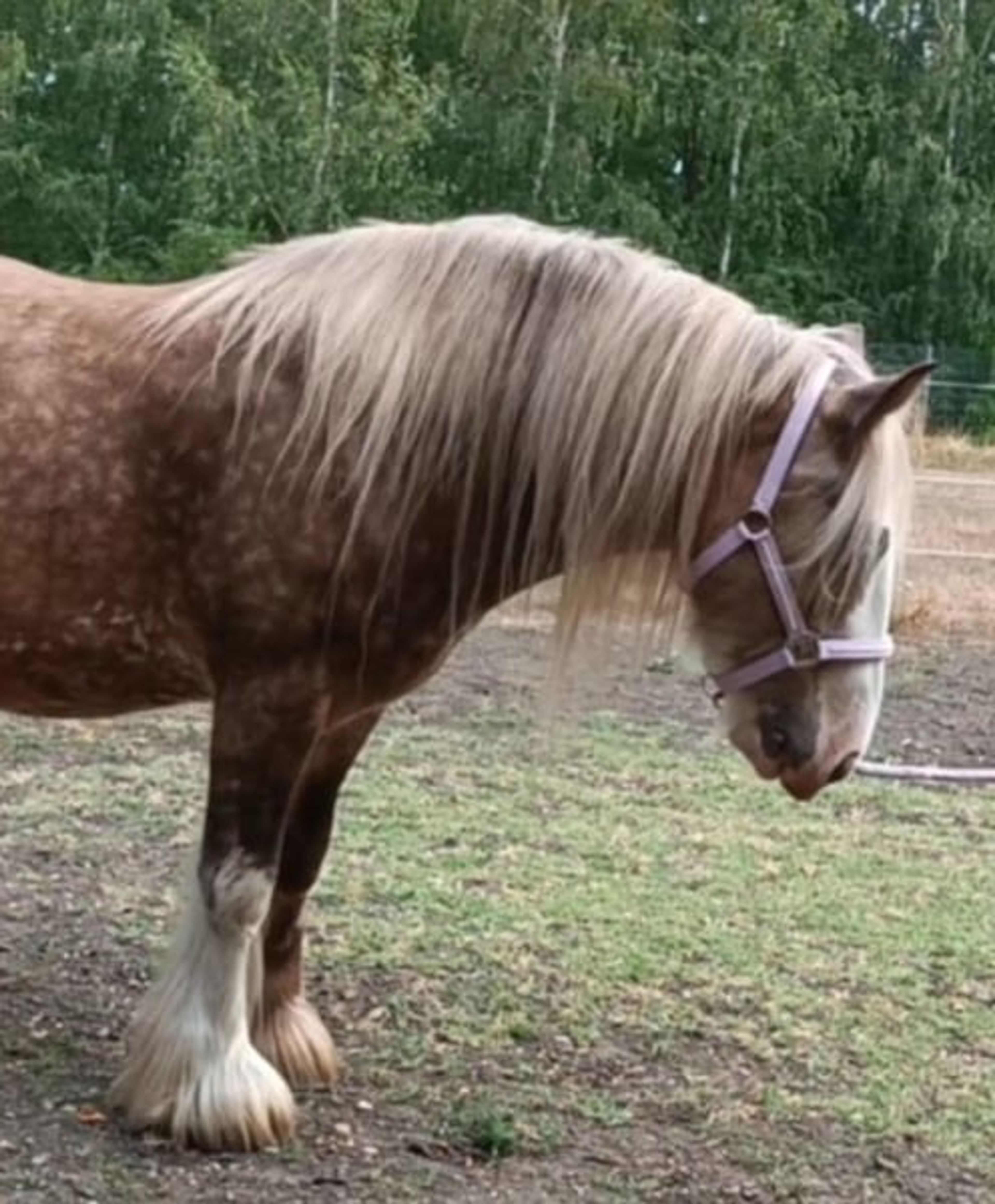 Stunning, one-of-a-kind Palomino Tinker gelding! - Image 4