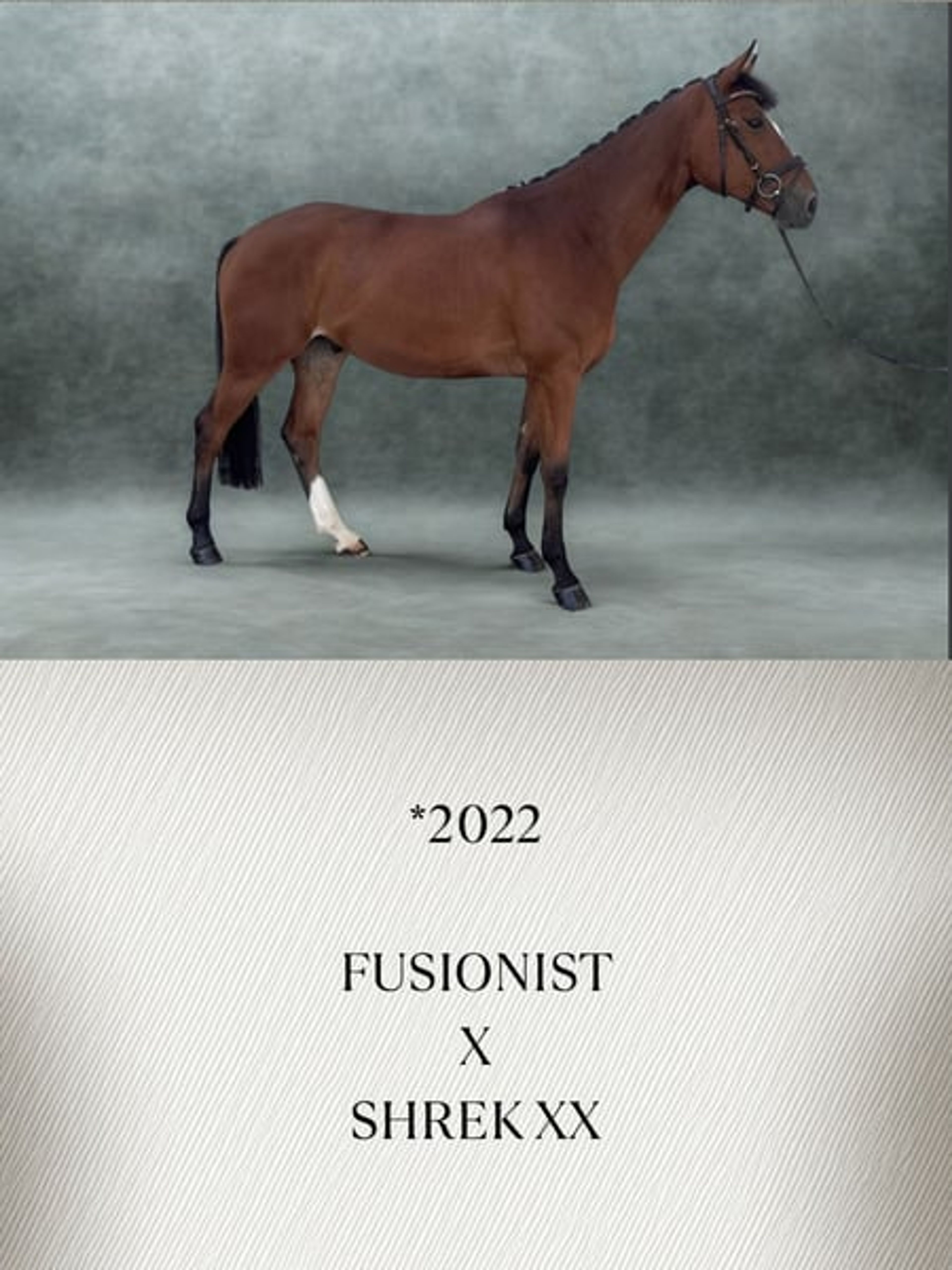 A particularly lovable all-rounder - Image 2