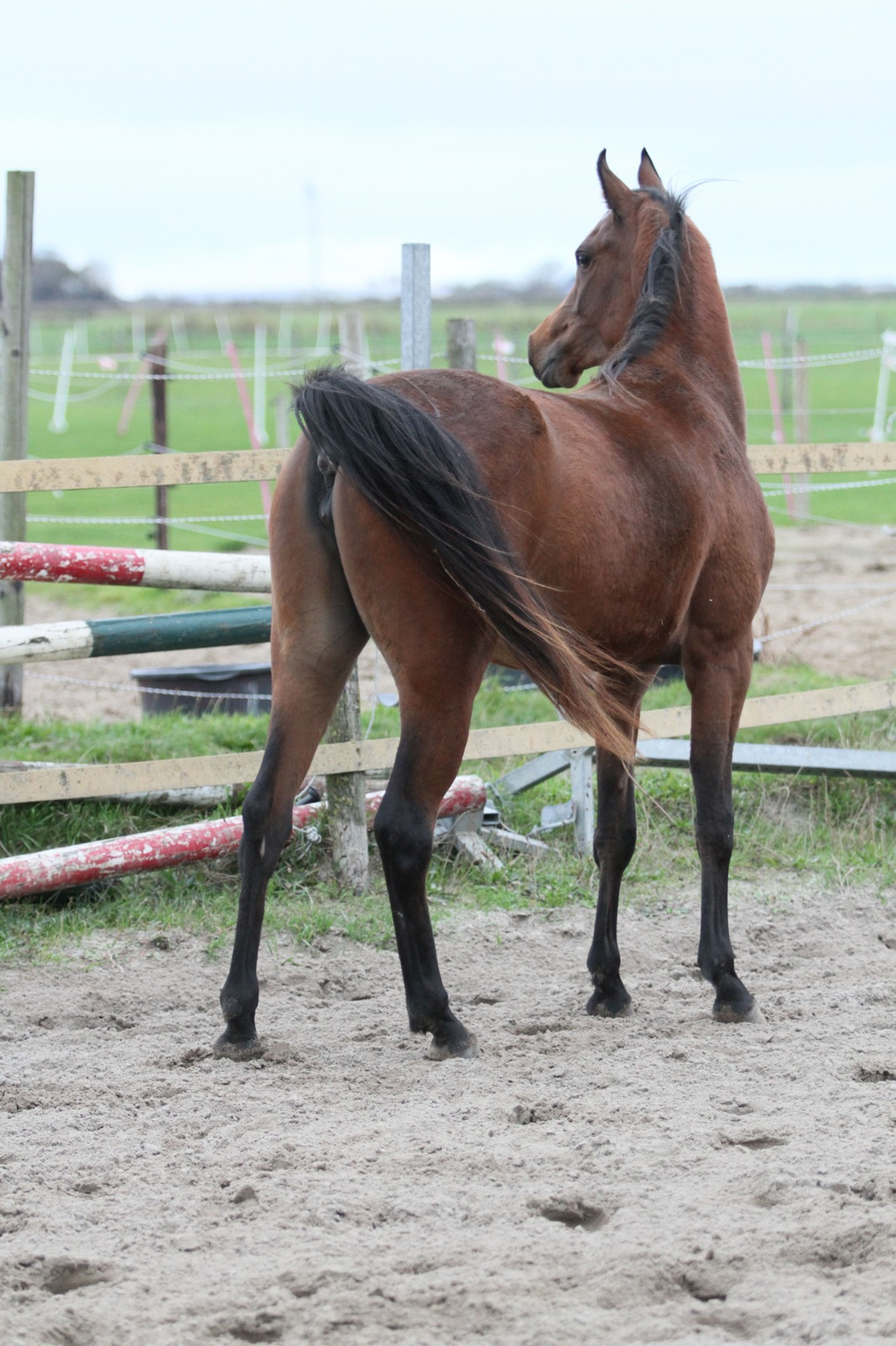 Mustaqbaluna H - Image 1