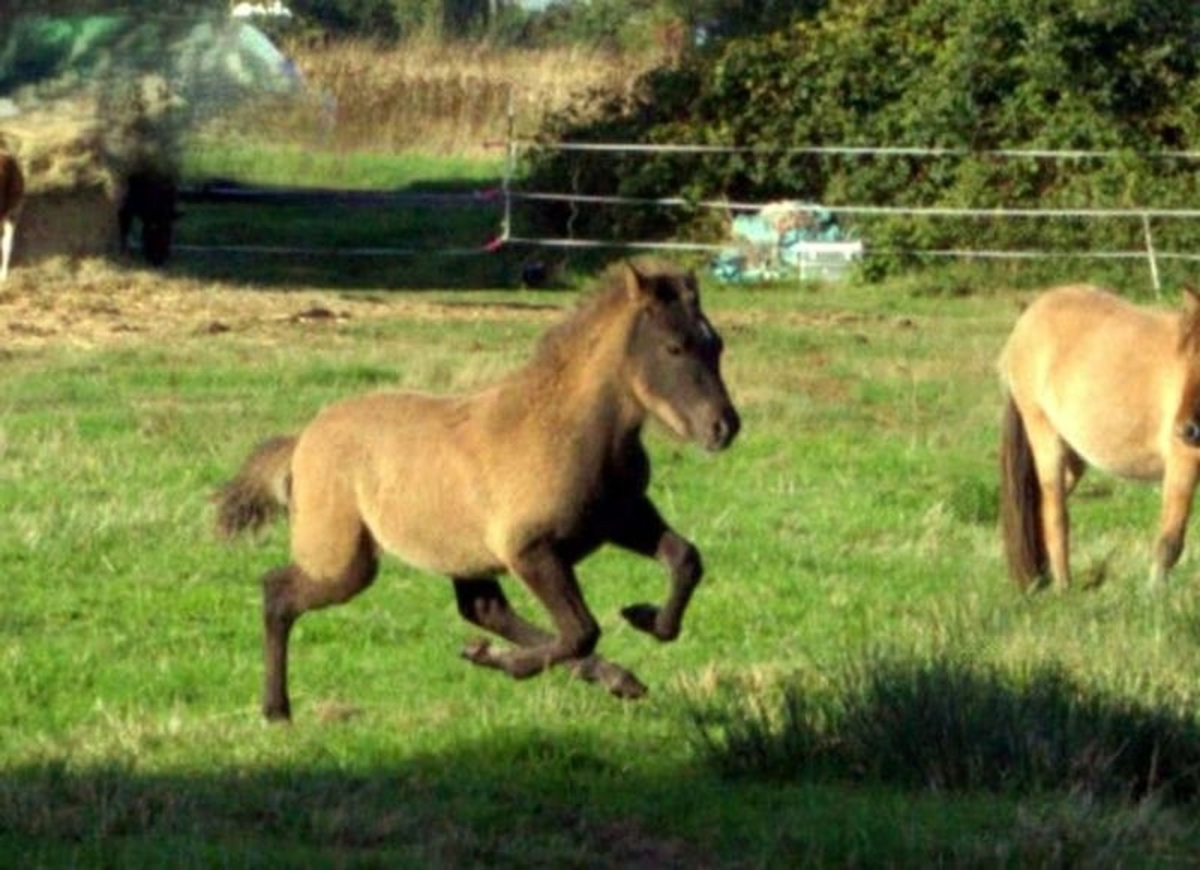 Laid-back colt with plenty of natural movement.