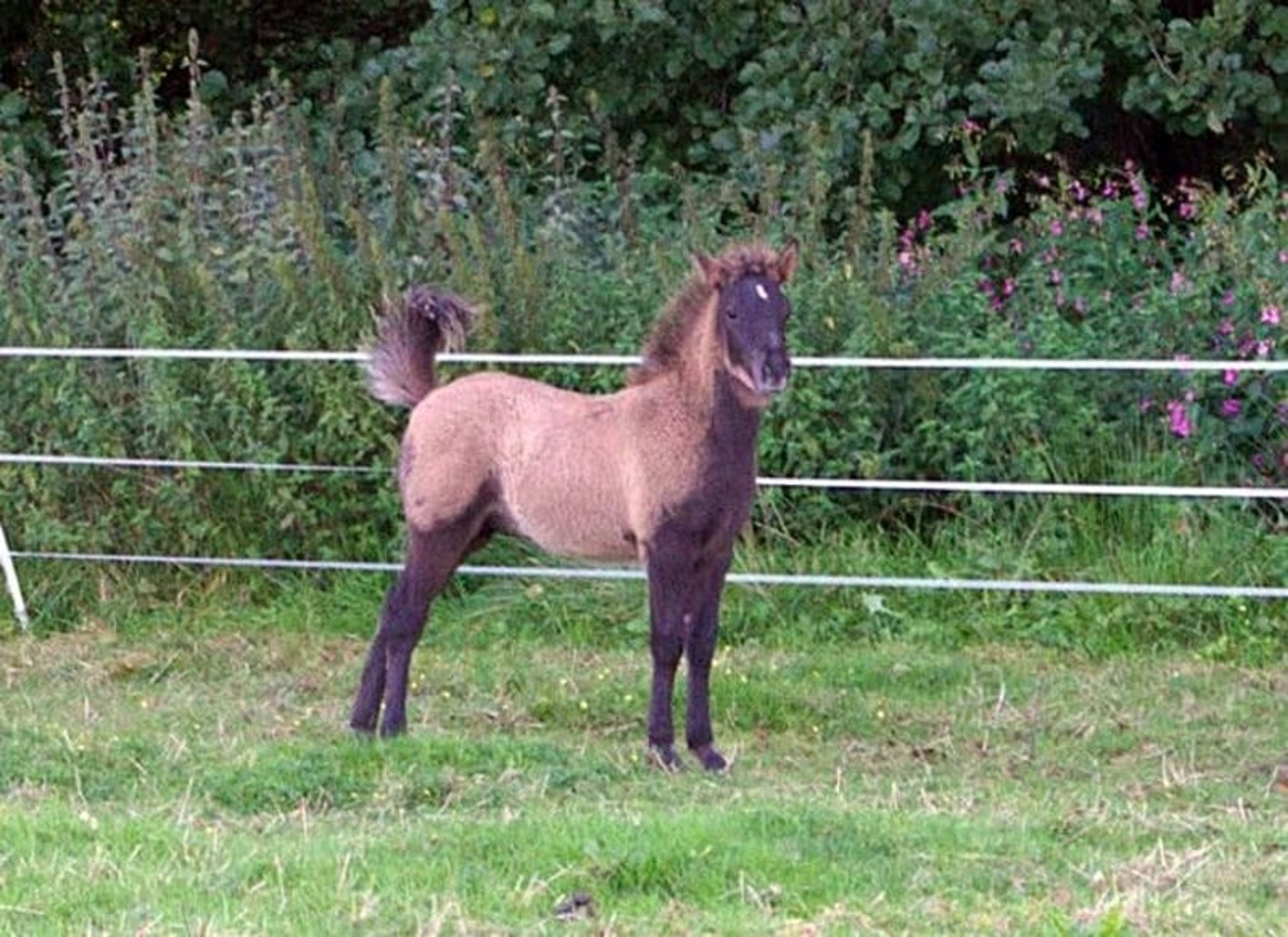 Laid-back colt with plenty of natural movement. - Image 2